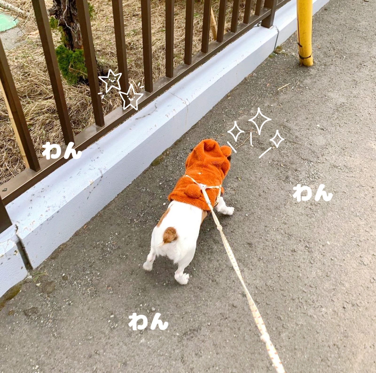 どうも ぴちぴちの服着た犬です Karin が投稿したフォトブック Lemon8 どうも ぴちぴちの服着た犬です Karin が投稿したフォトブック Lemon8