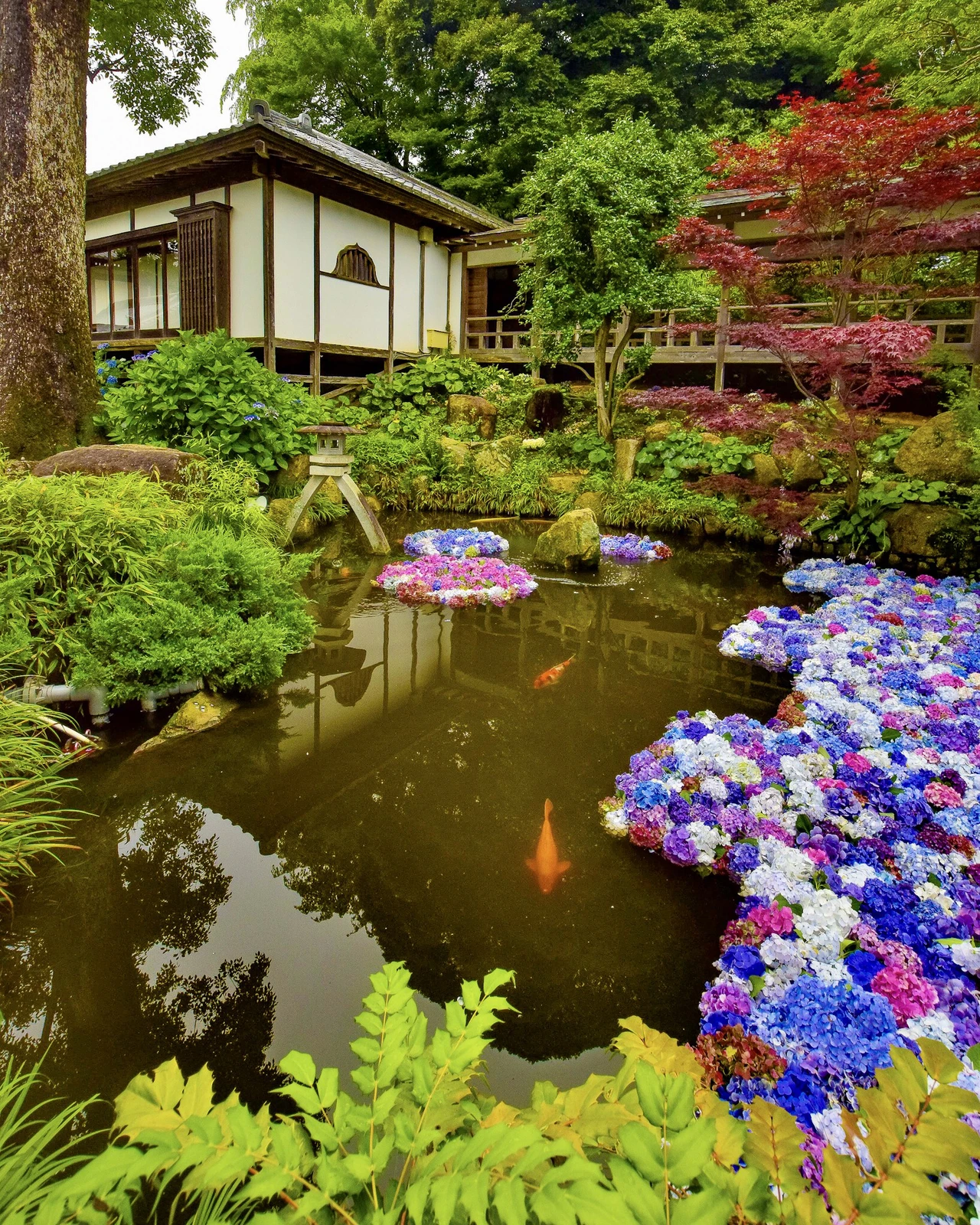 茨城県桜川市 紫陽花の水中花を見るならここ 雨引山楽法寺 雨引観音 Jptravelerspicが投稿したフォトブック Lemon8
