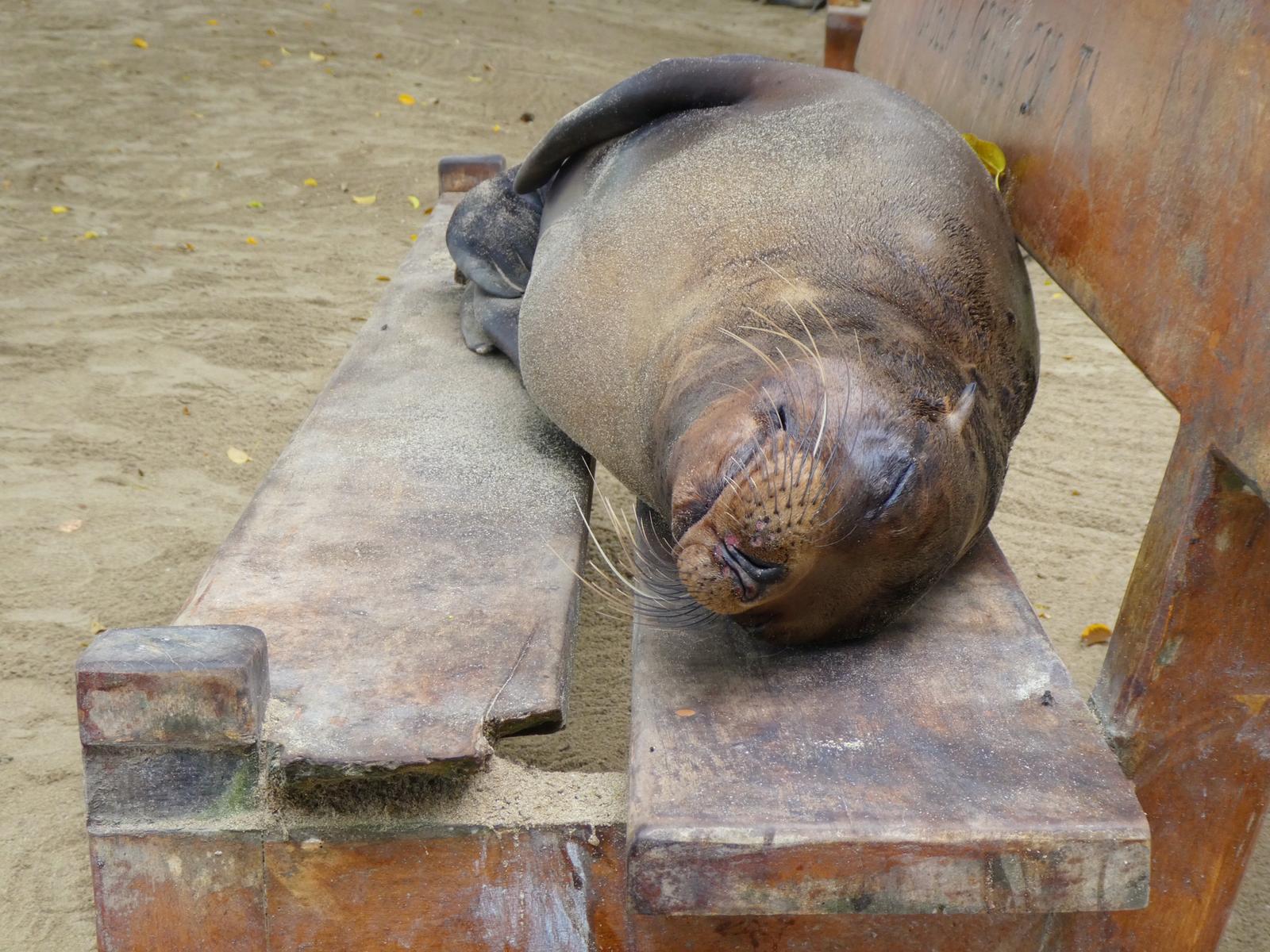 世界自然遺産第一号 動物の楽園ガラパゴス諸島 Makoとらべるが投稿したフォトブック Sharee