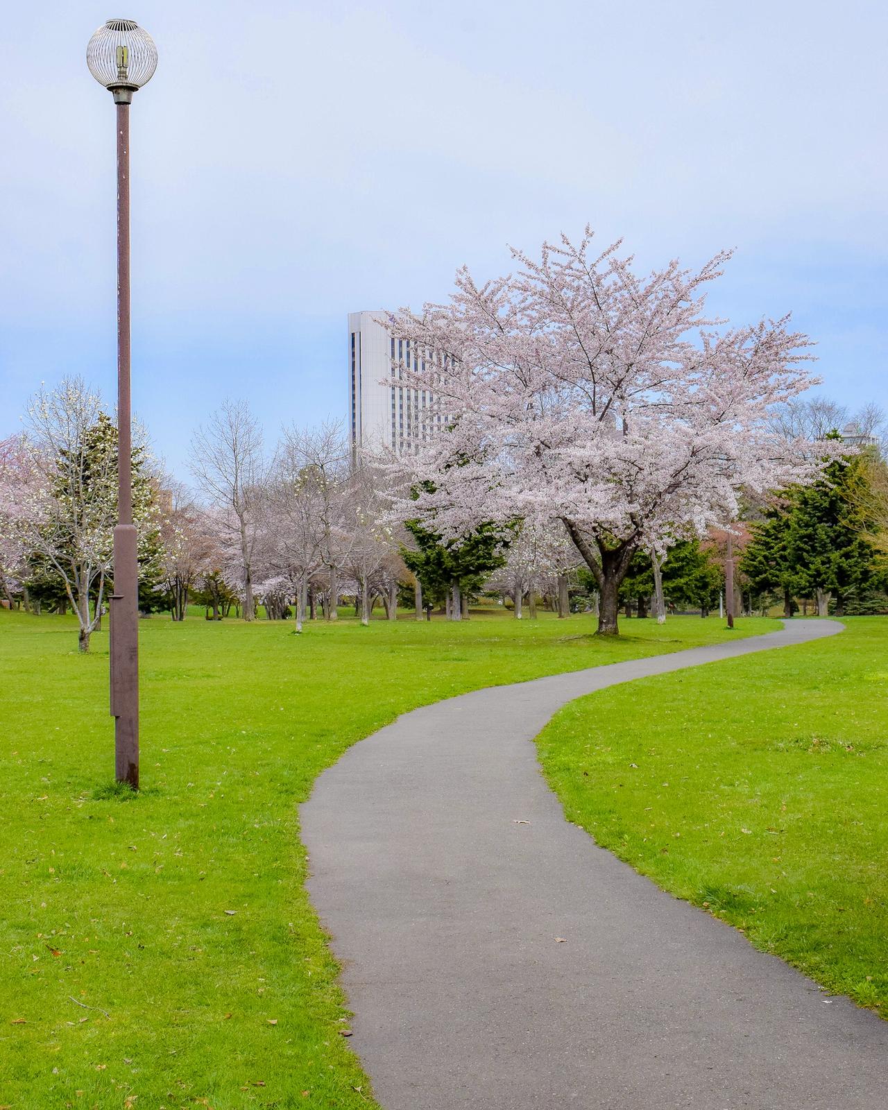 北海道札幌市 中島公園の桜 Jptravelerspicが投稿したフォトブック Sharee