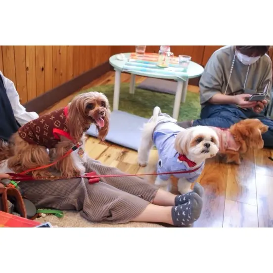 保護犬カフェ 愛知県春日井市 東海ペット わんことお出かけが投稿したフォトブック Lemon8 保護犬カフェ 愛知県春日井市 東海ペット わんことお出かけが投稿したフォトブック Lemon8