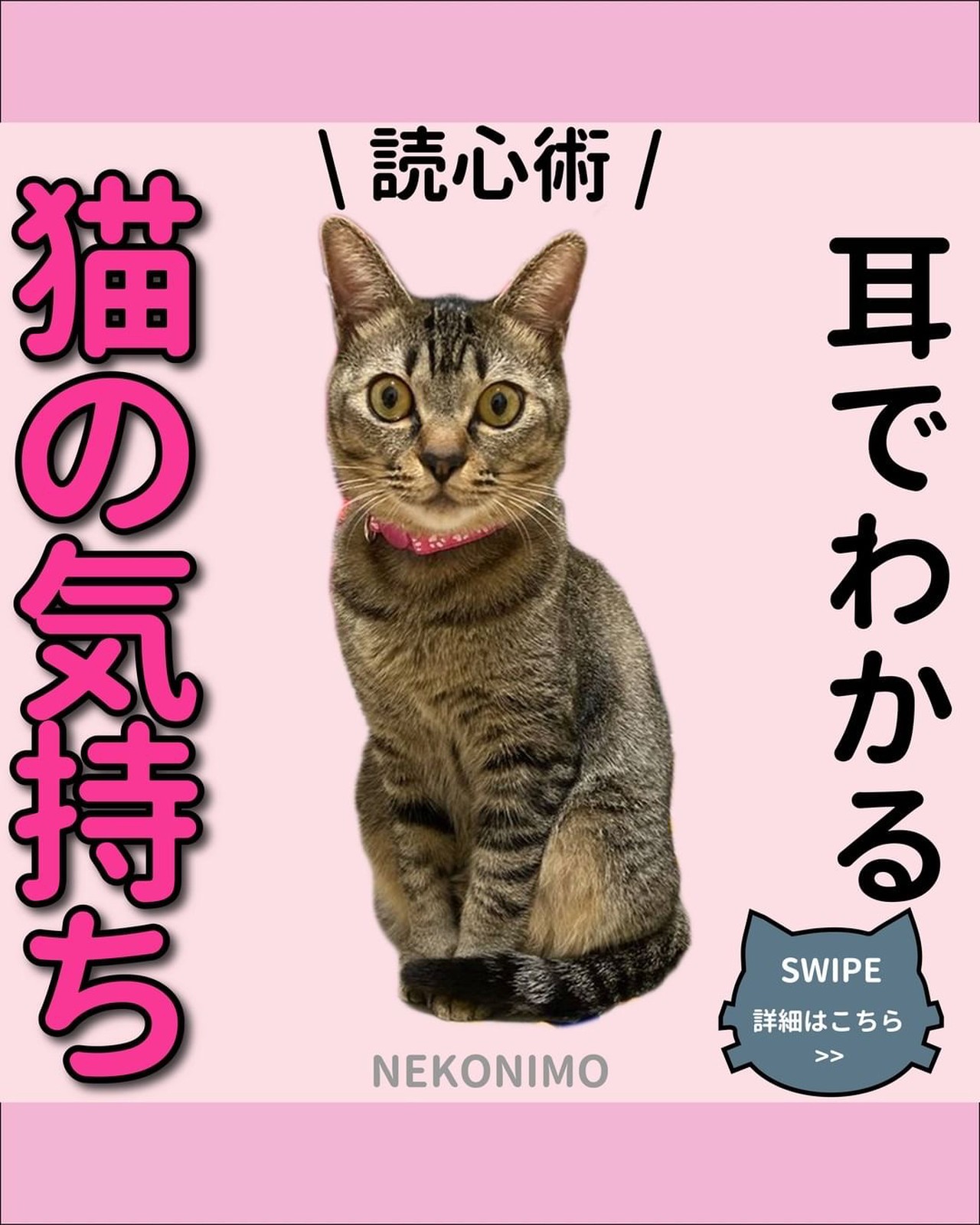 Lemon8 Story 猫のいる暮らし ツンデレ猫
