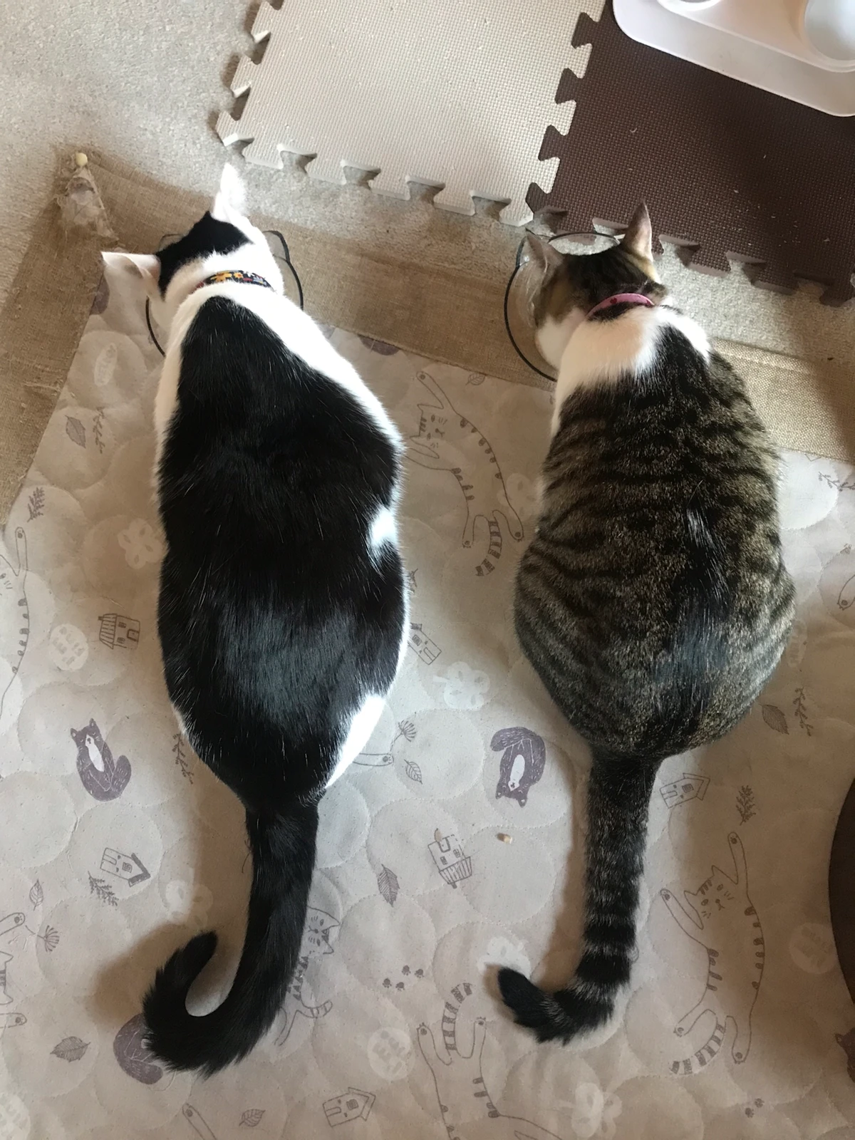 仲良くご飯 仲良くケンカ 猫 猫のいる暮らし くぅりんちゃんが投稿したフォトブック Lemon8