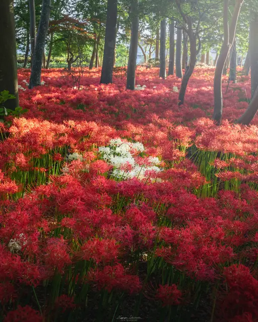【まるで天国😍】千葉・祖光院の彼岸花が凄すぎる！の画像