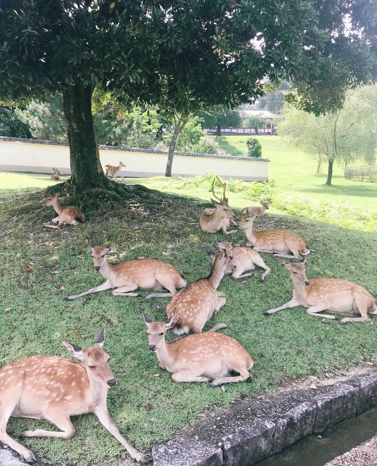 奈良 奈良の鹿 その正体は 奈良公園 東大寺 Yukimimiが投稿したフォトブック Lemon8