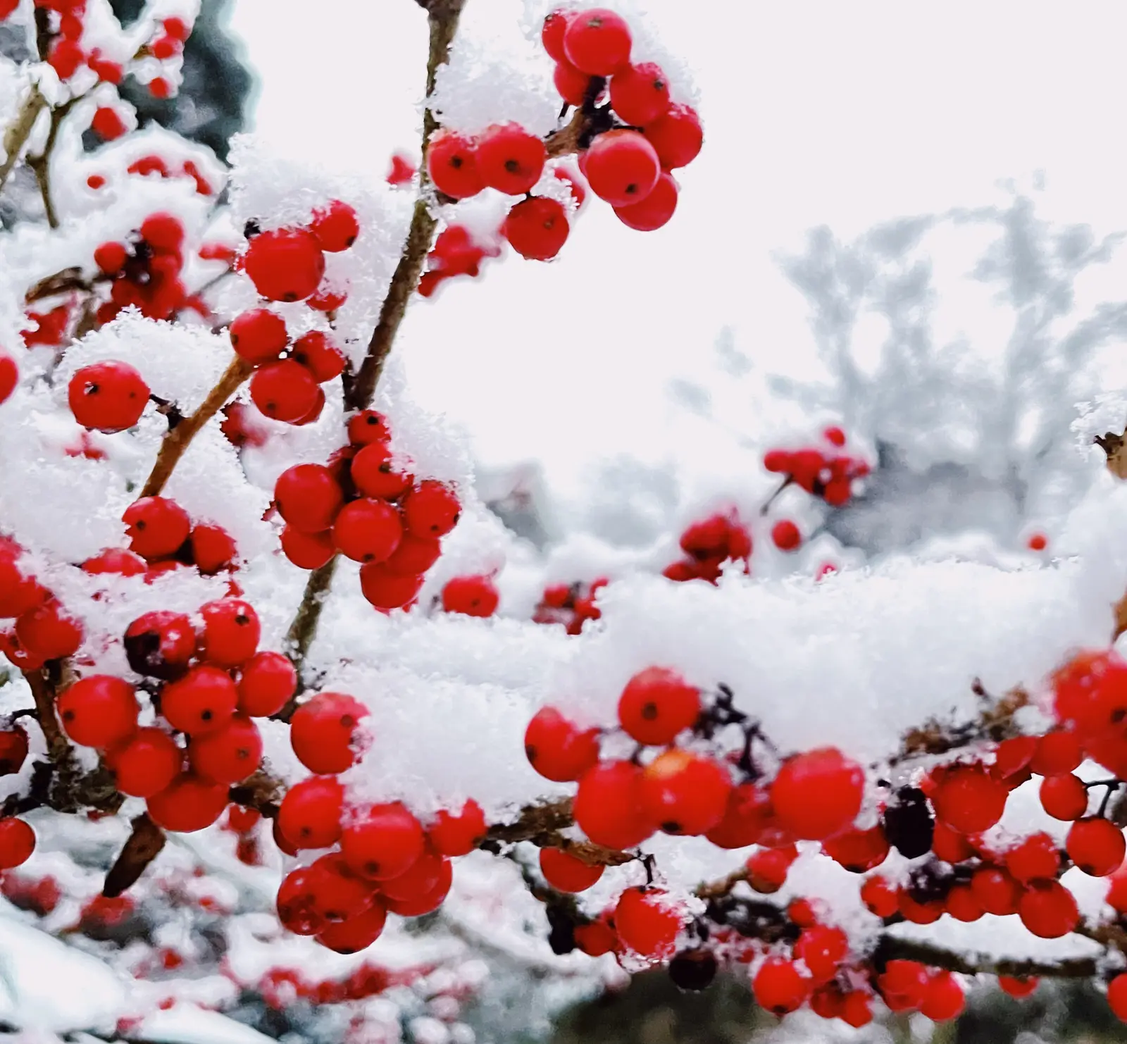 冬 空気が澄んで 積もった雪が綺麗 けんけんままが投稿したフォトブック Lemon8