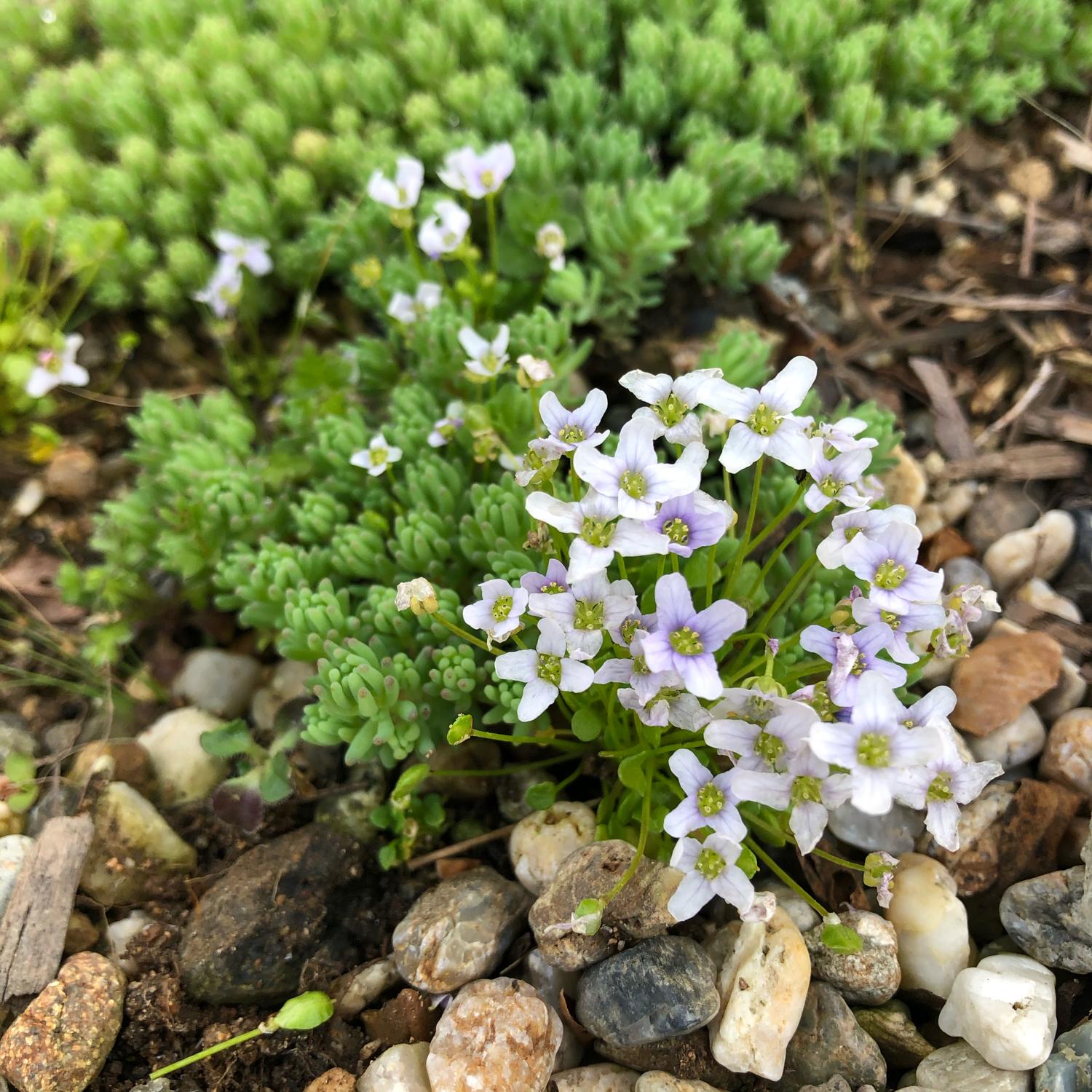 こぼれダネで増えていくカワイイ花 イオノプシディウム M Gardenが投稿したフォトブック Sharee