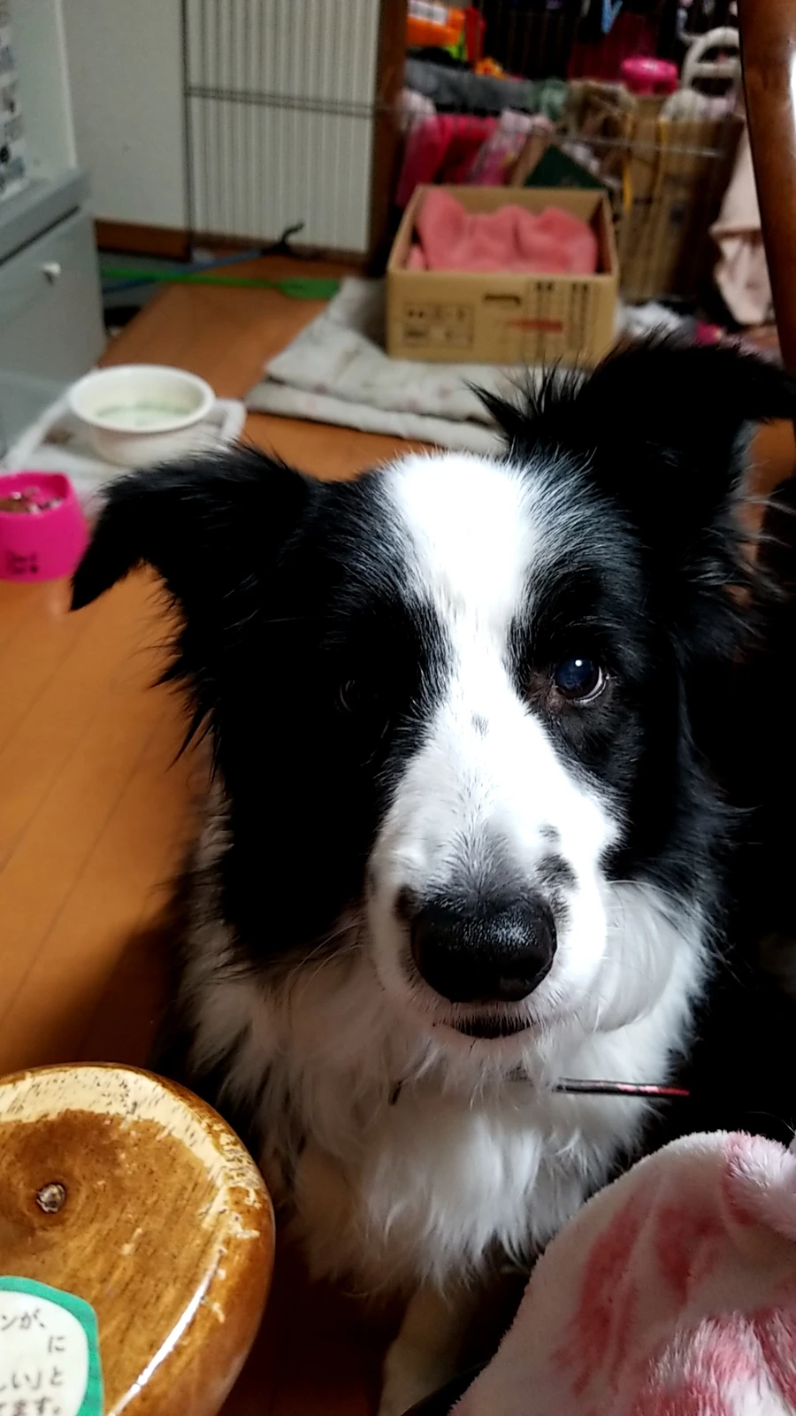 うちのジョージ君 Marikooosimaが投稿したフォトブック Lemon8