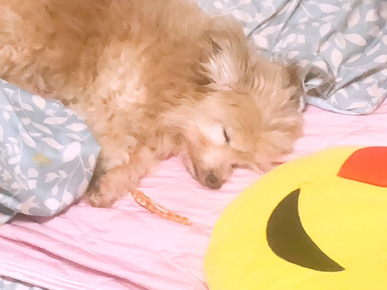 寝顔 トイプードル チワワmix犬のぷち君です Puchiaccseが投稿したフォトブック Lemon8