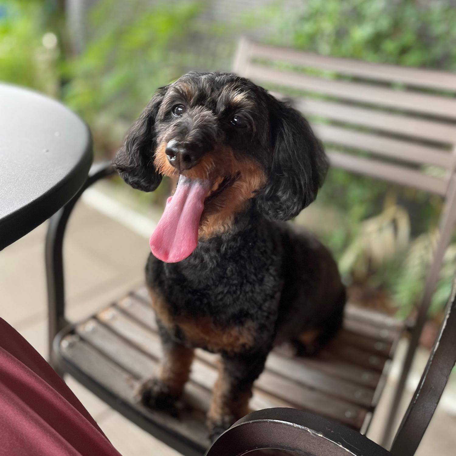 ミックス犬 ダップーの独特な可愛らしさ わんこなしでは生きられませぬ Romi Beautyが投稿したフォトブック Lemon8