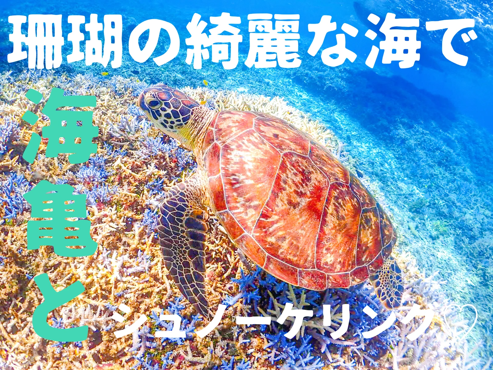 沖縄 西表島 海亀 に綺麗な珊瑚 八重山諸島最強の海 でお手軽シュノーケルツアー Miiicameraが投稿したフォトブック Lemon8