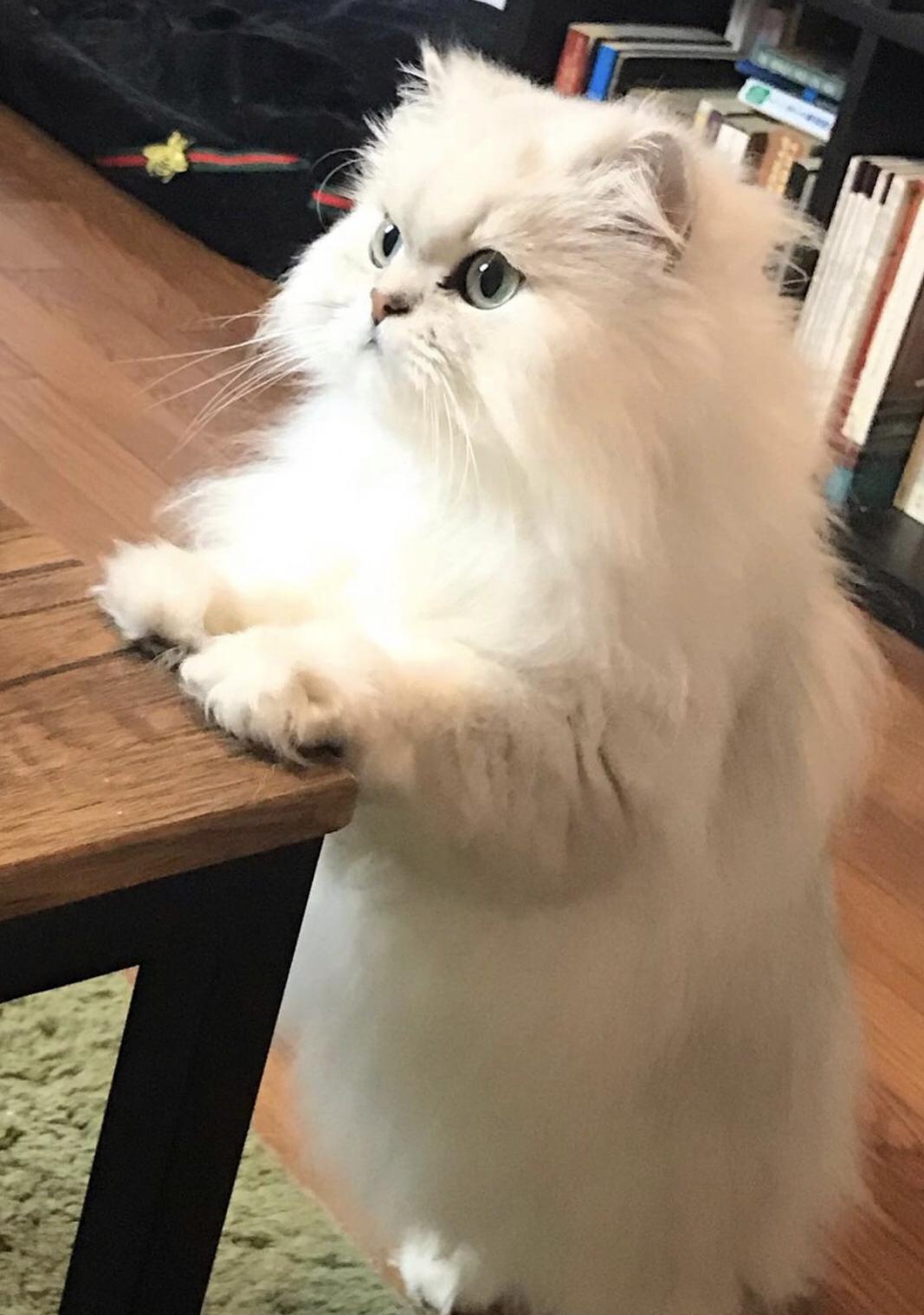 色んな顔を持つニャン Mei Ducoteが投稿したフォトブック Lemon8