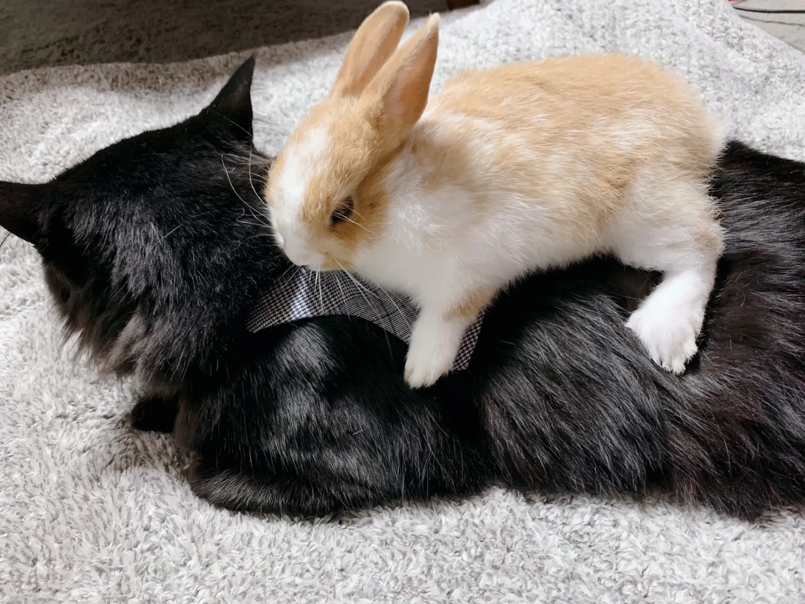 仲良しさん マドマド 猫との生活が投稿したフォトブック Lemon8