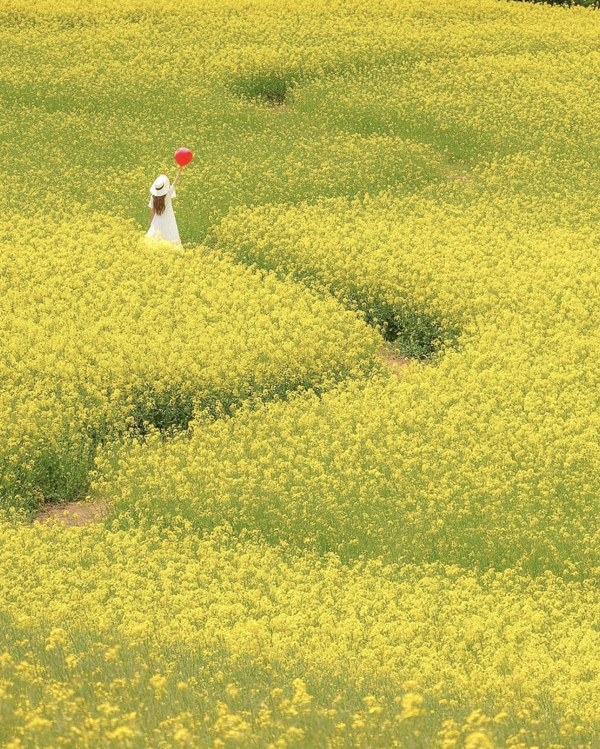 東京ドーム二個分の広さに咲く約350万本の菜の花 トラベルスタンダードジャパンが投稿したフォトブック Lemon8