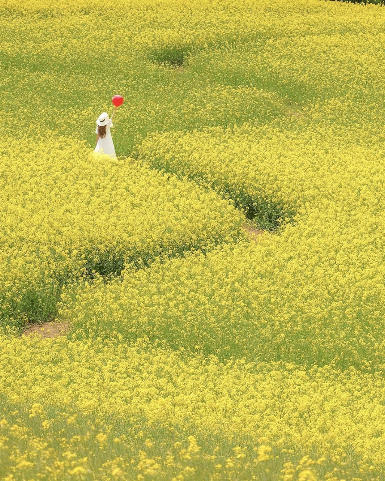 東京ドーム二個分の広さに咲く約350万本の菜の花 トラベルスタンダードジャパンが投稿したフォトブック Lemon8 東京ドーム二個分の広さに咲く約350万本の菜の花 トラベルスタンダードジャパンが投稿したフォトブック Lemon8