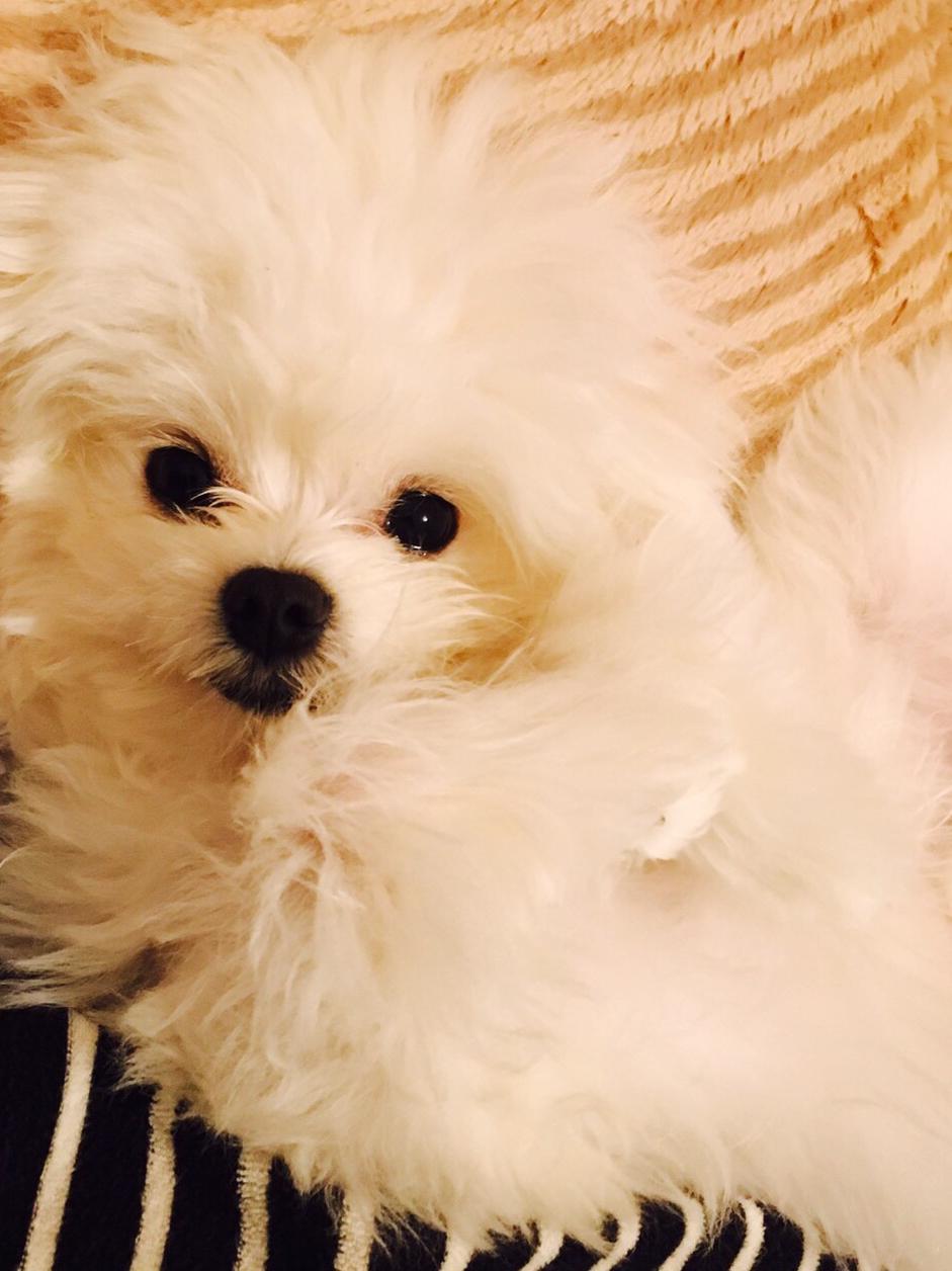 起きたの Atom生後4ヶ月 アトちゃんが投稿したフォトブック Lemon8