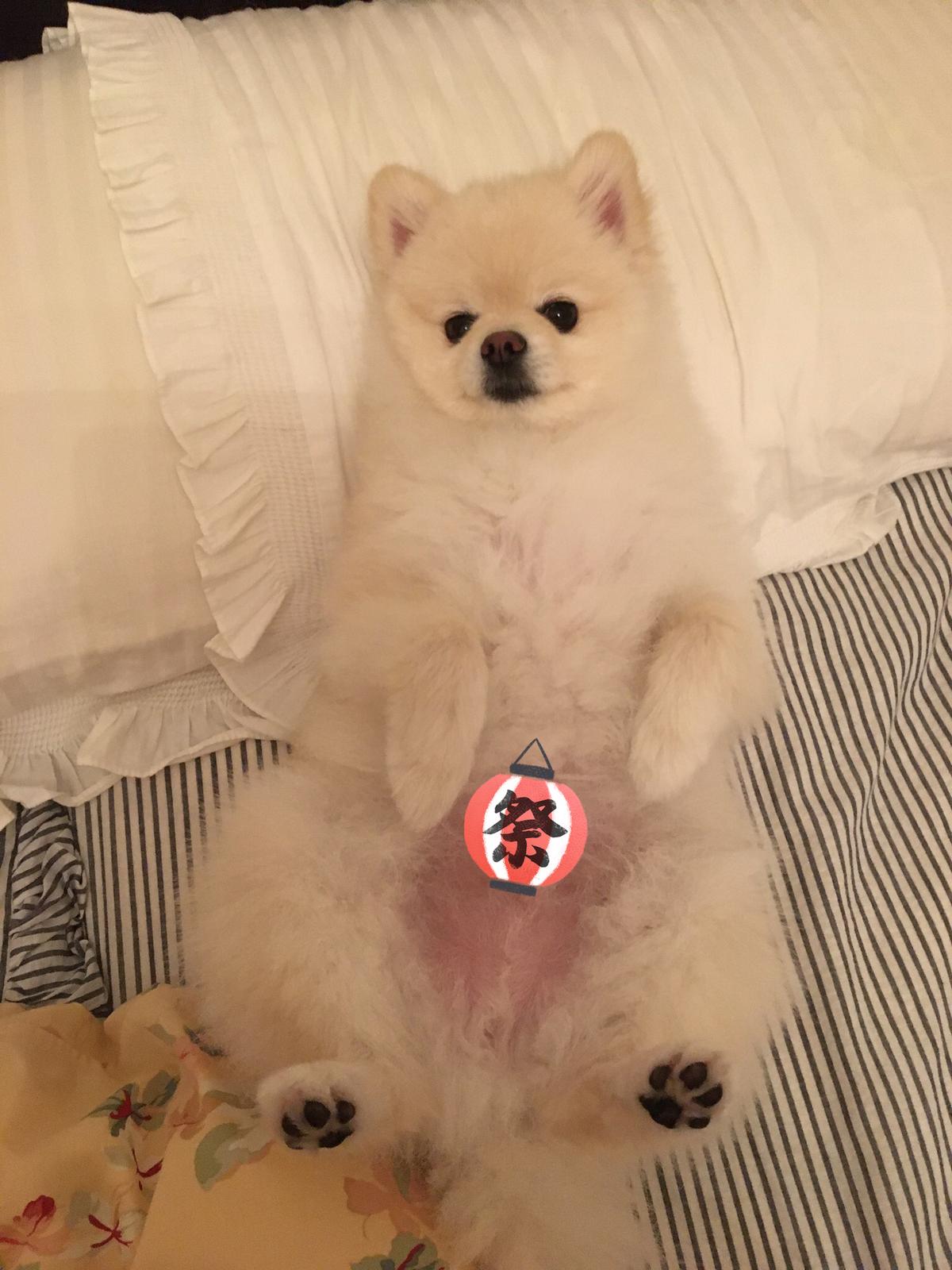 人のベッドをドヤ顔で占領するポメラニアン Mokoand が投稿したフォトブック Lemon8