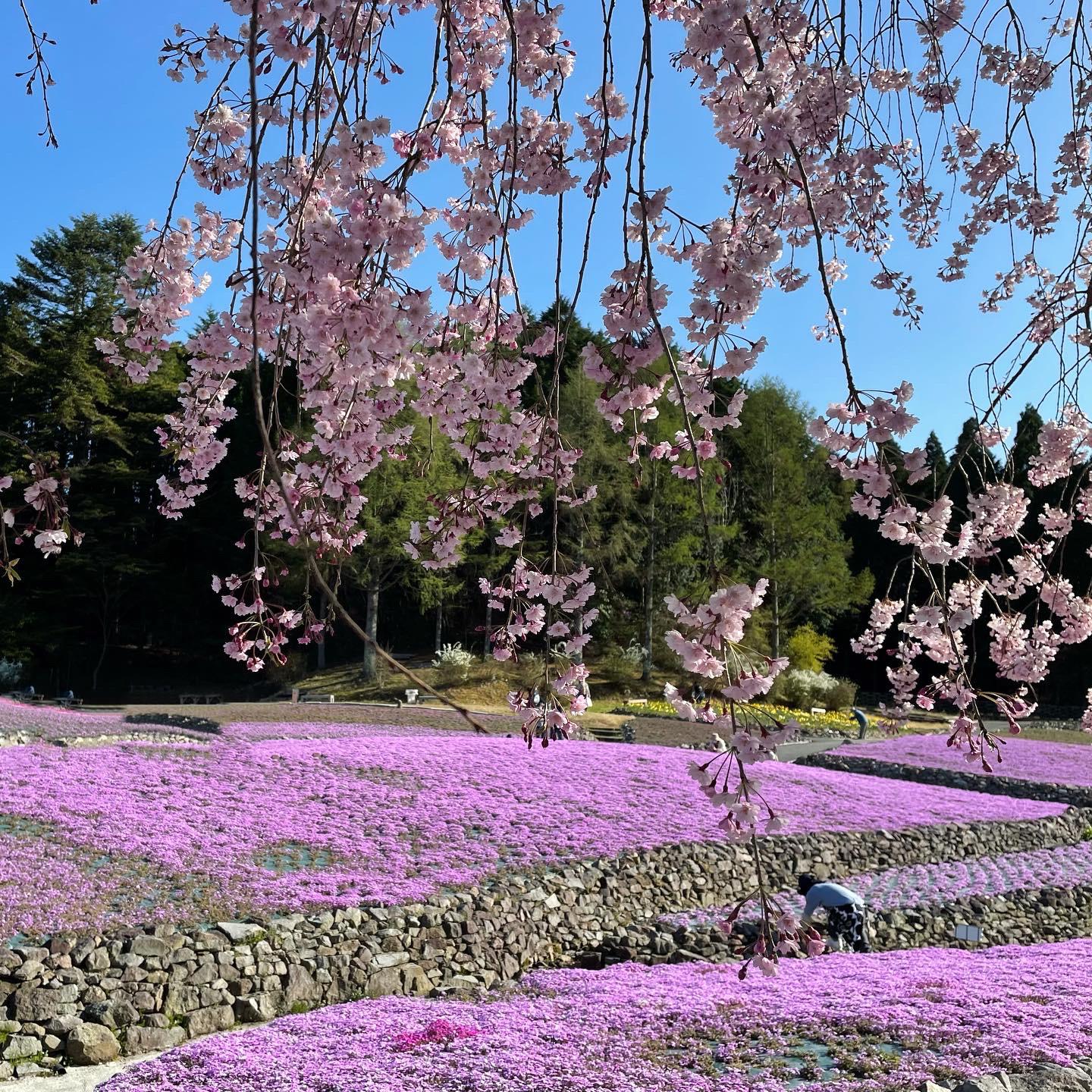 三田 花 の じゅうたん 開花 状況