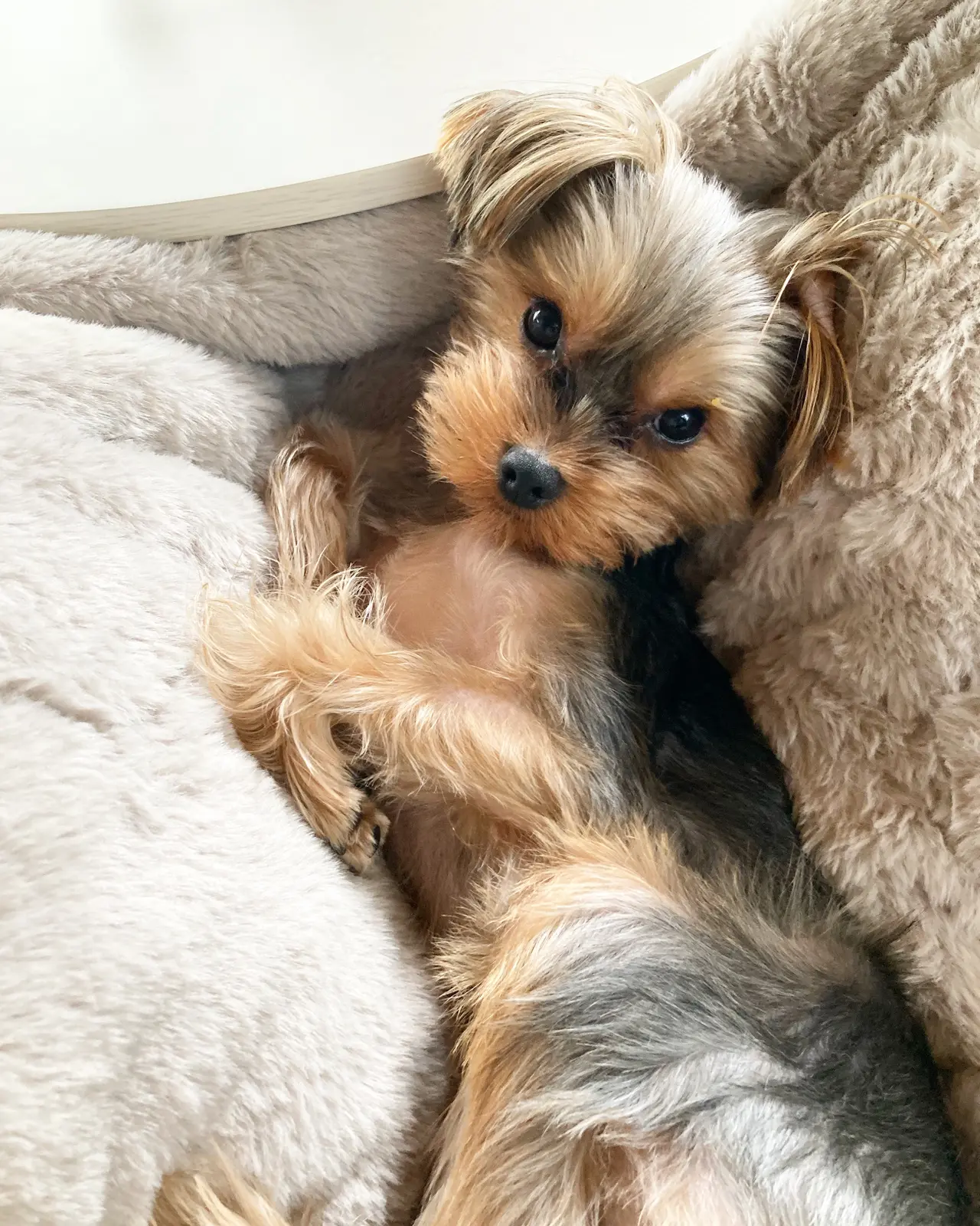 Lemon8 Story 犬用 アドベントカレンダー