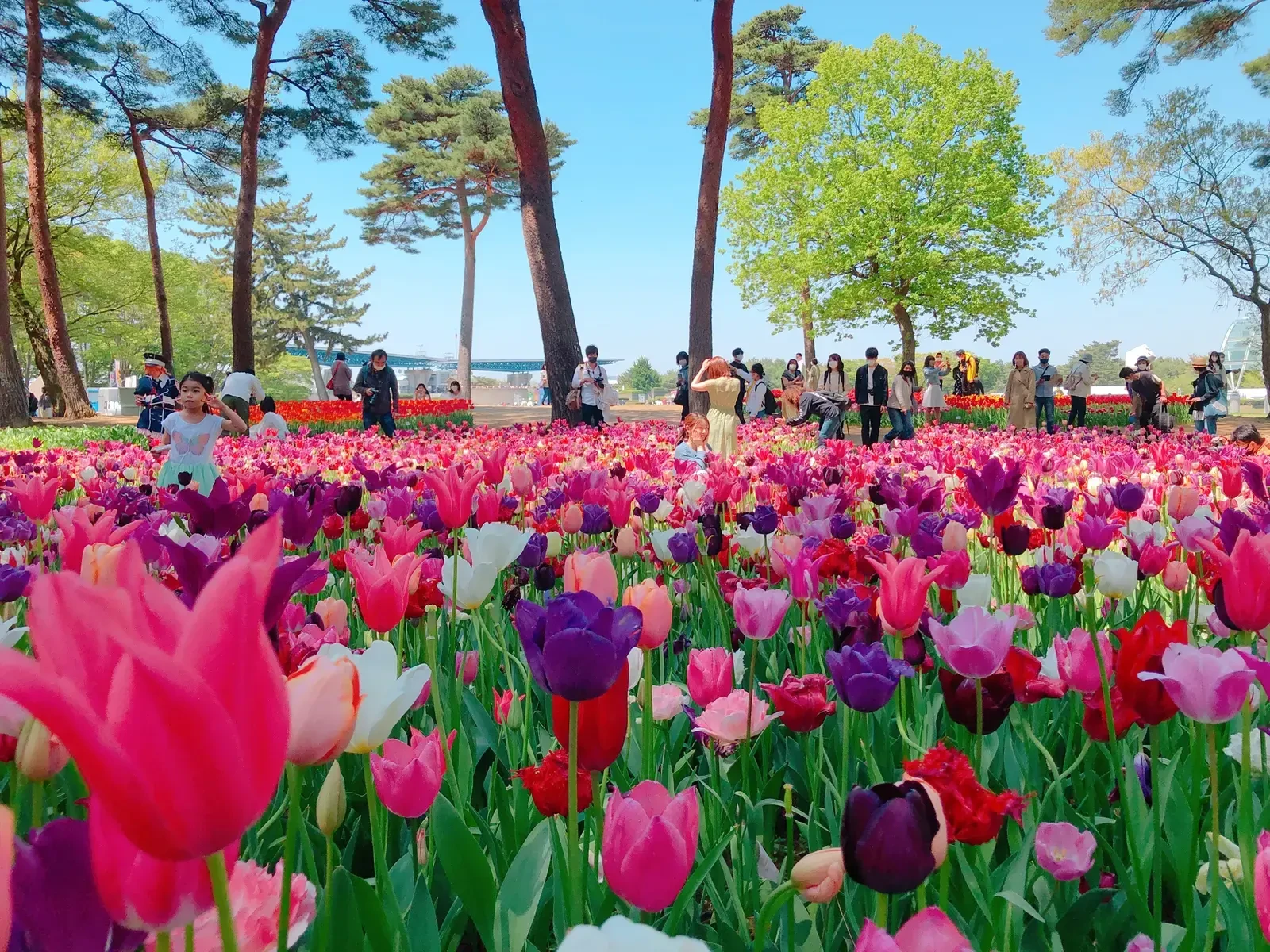 お花畑 Nakikoが投稿したフォトブック Lemon8