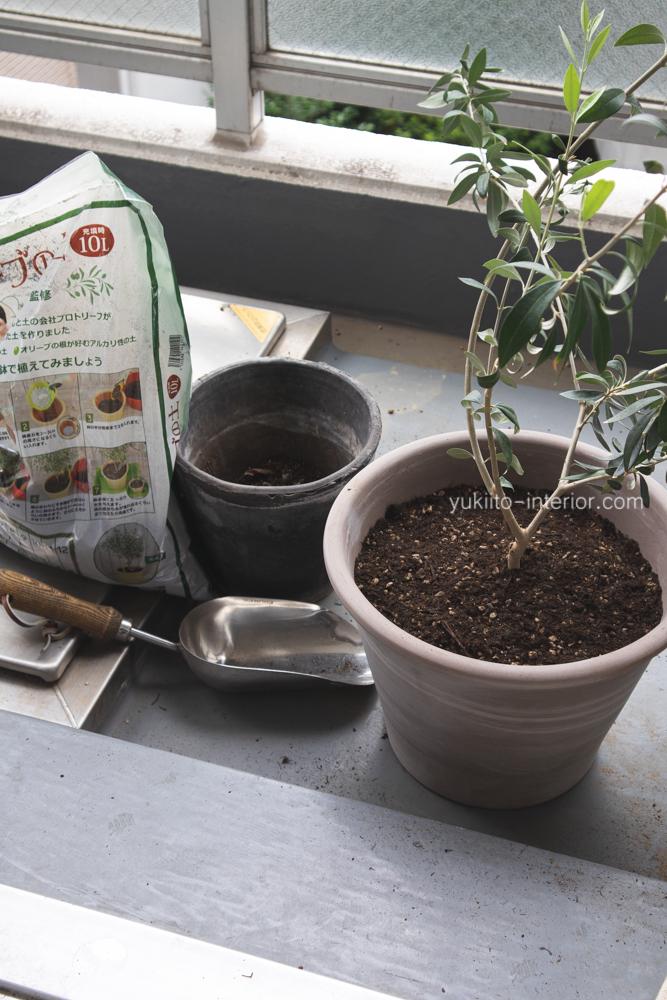 オリーブの木の植え替え Yukey Mが投稿したフォトブック Sharee