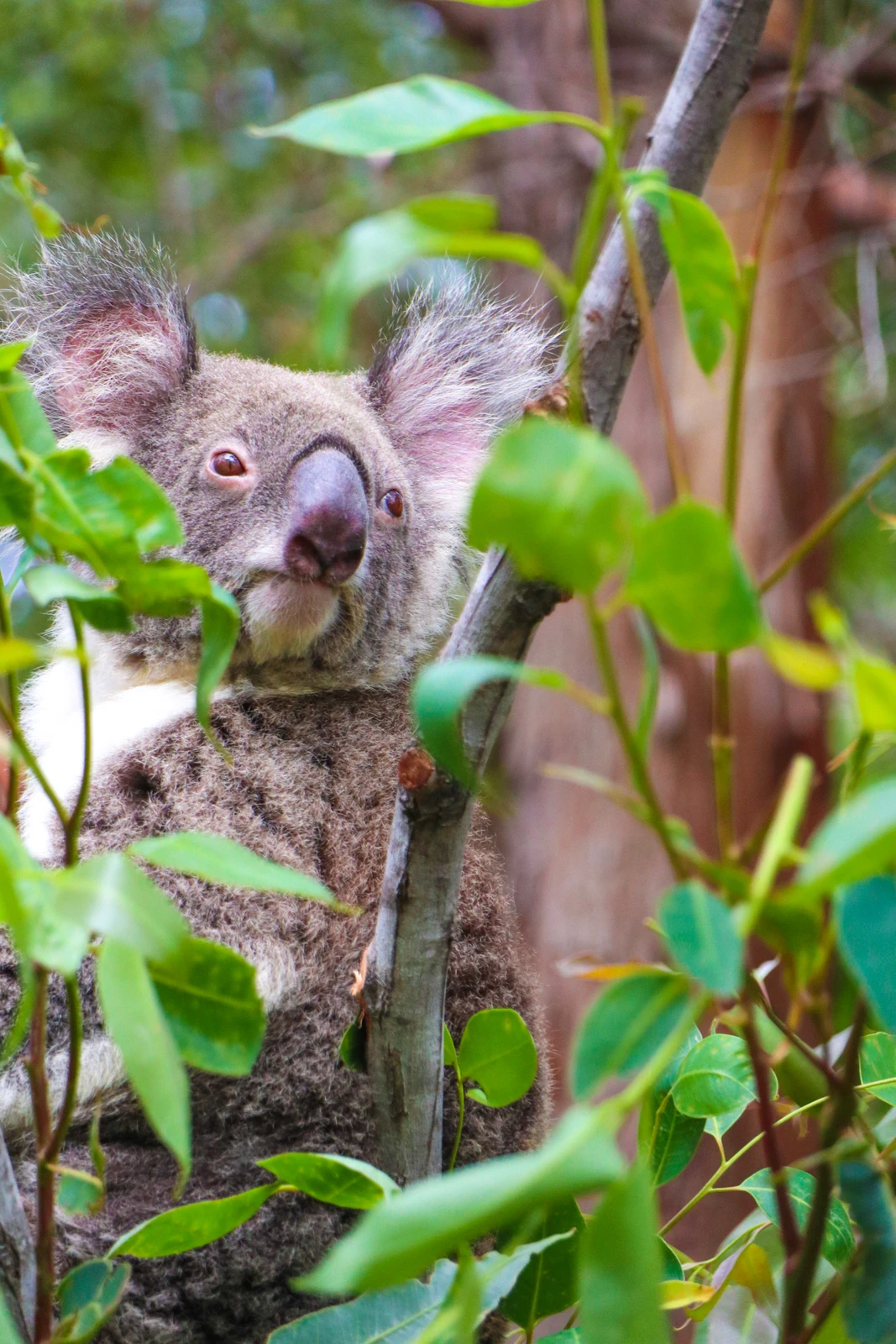 オーストラリア コアラに会える動物園 ぴきちんが投稿したフォトブック Lemon8