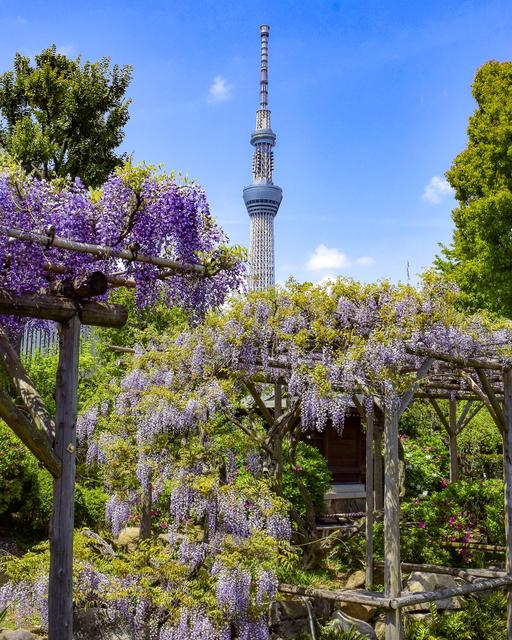 藤の花に関する最新投稿と人気の投稿 Sharee