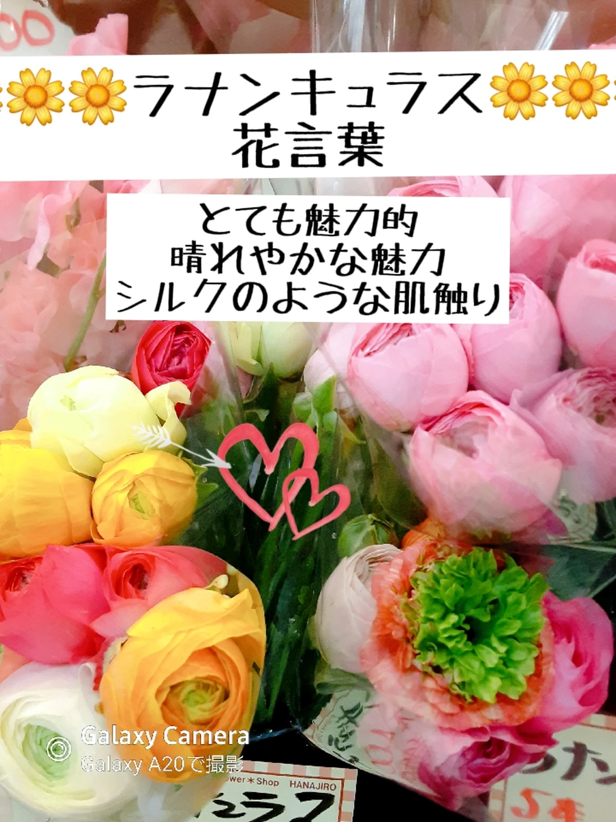 ラナンキュラス 花言葉 まさみ63が投稿したフォトブック Lemon8