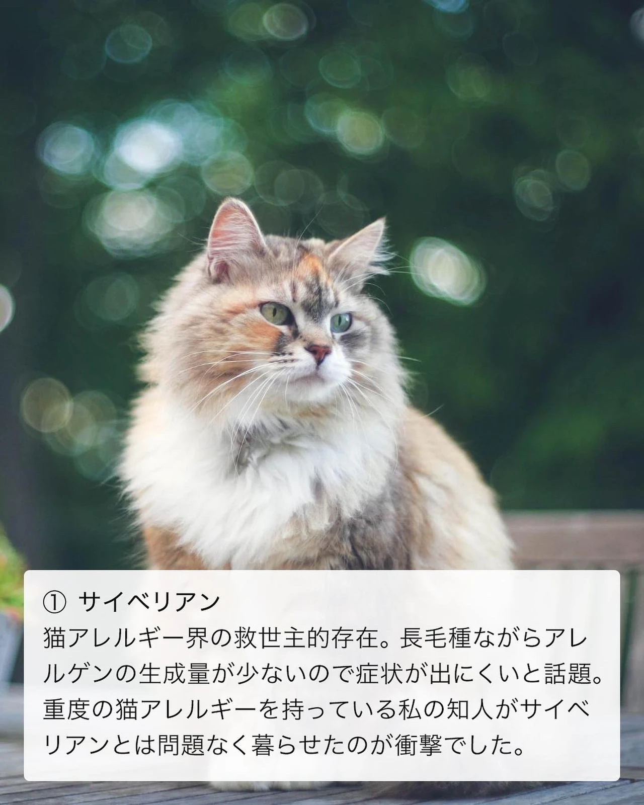 猫アレルギーでも飼いやすい猫種7選 ねこぞー 猫のお役立ち情報が投稿したフォトブック Lemon8