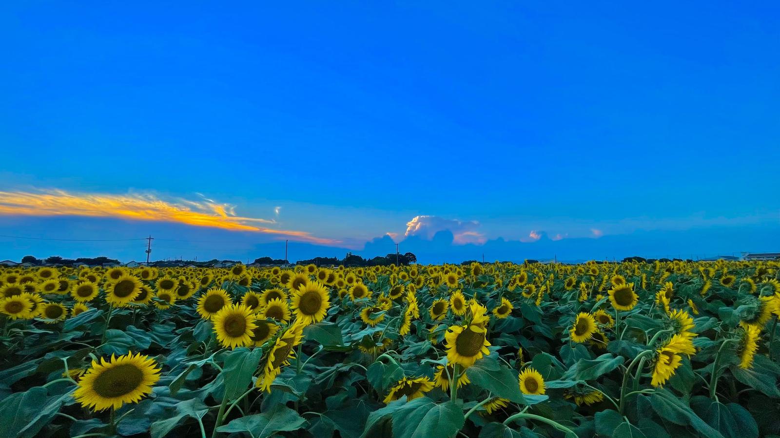 向日葵 Hmtbs 1032が投稿したフォトブック Sharee