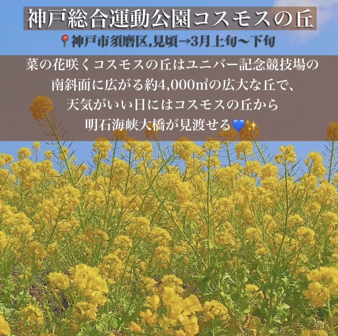 関西菜の花畑6選 旅おくんの大冒険が投稿したフォトブック Lemon8