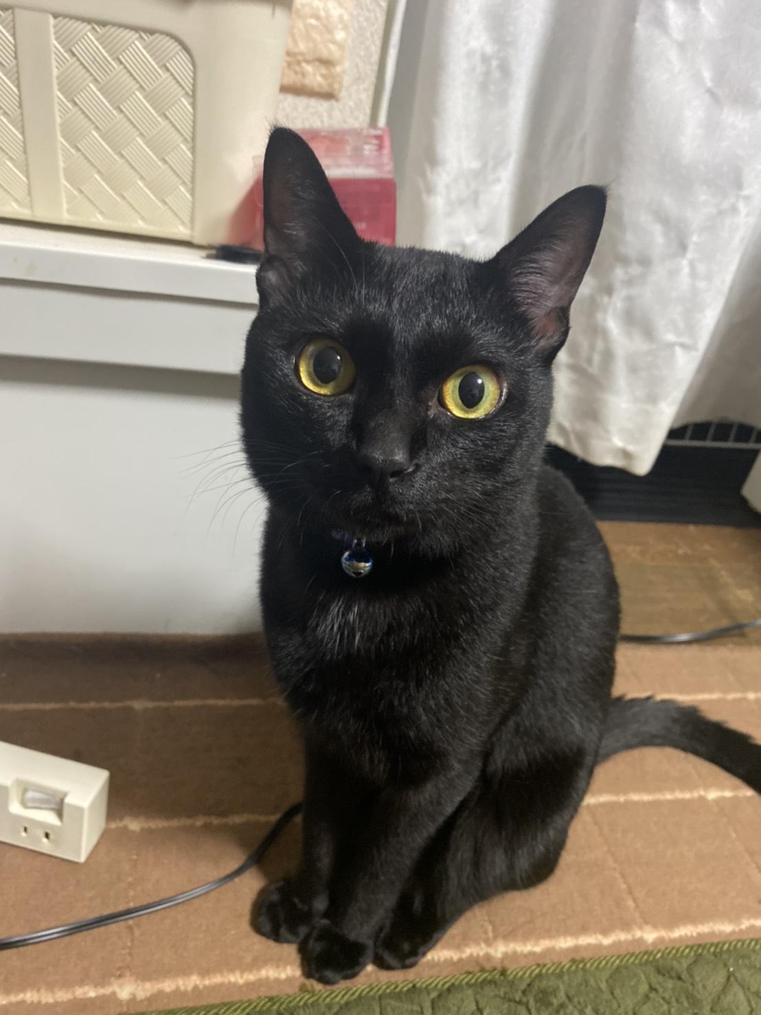 黒猫ジジ Kinamugi19が投稿したフォトブック Lemon8