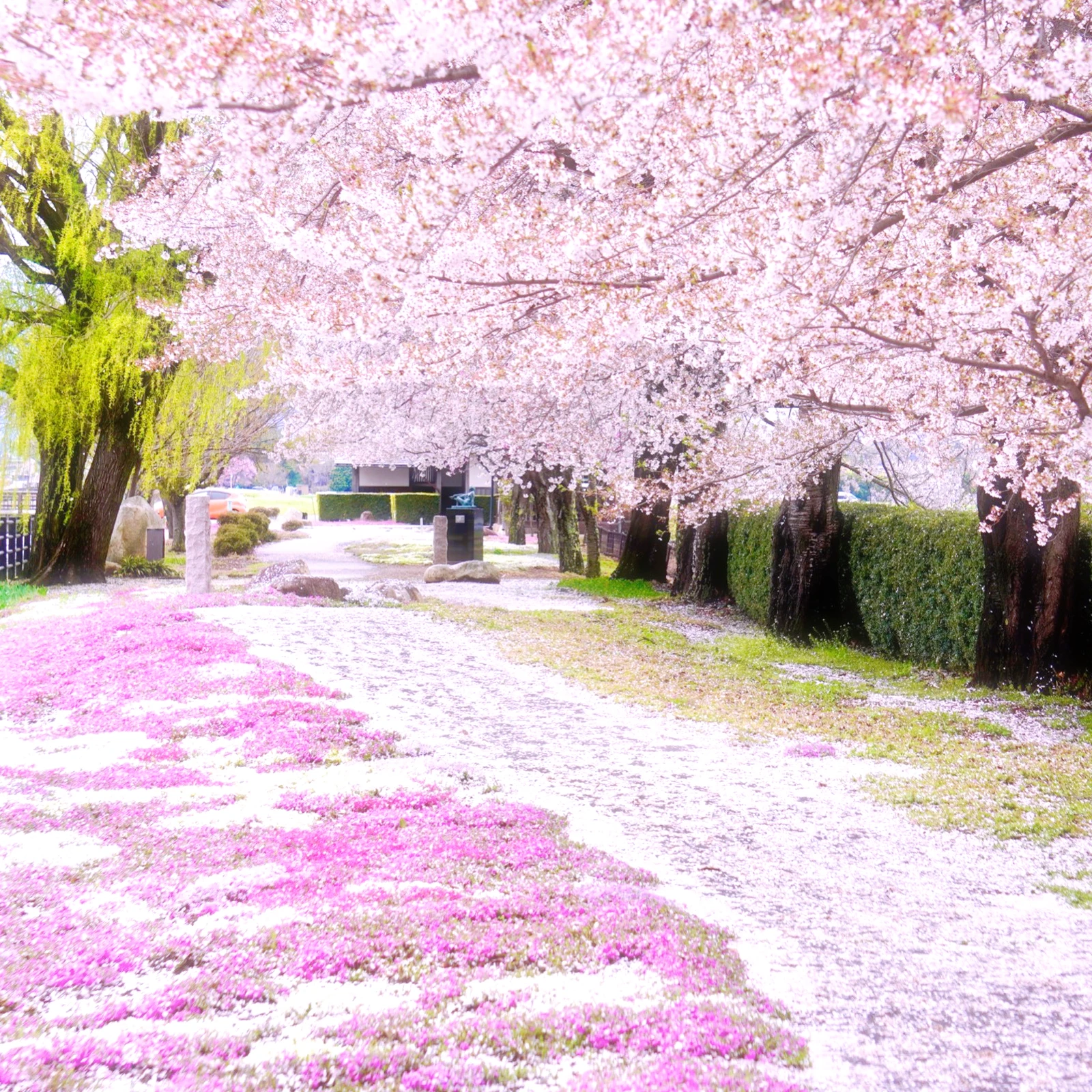 長野県安曇野の芝ざくらは桜絨毯 ひまわり が投稿したフォトブック Lemon8