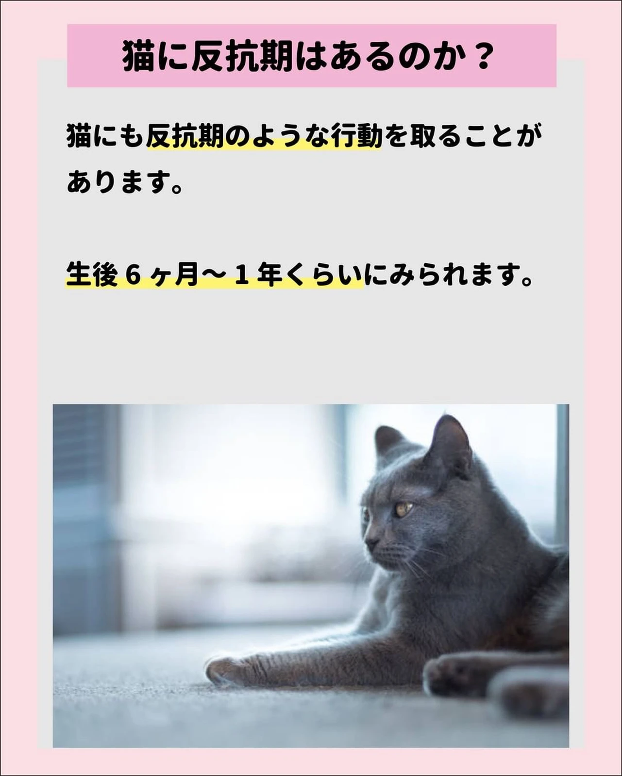 猫の反抗期徹底解説 ねこにも 愛猫情報発信中が投稿したフォトブック Lemon8