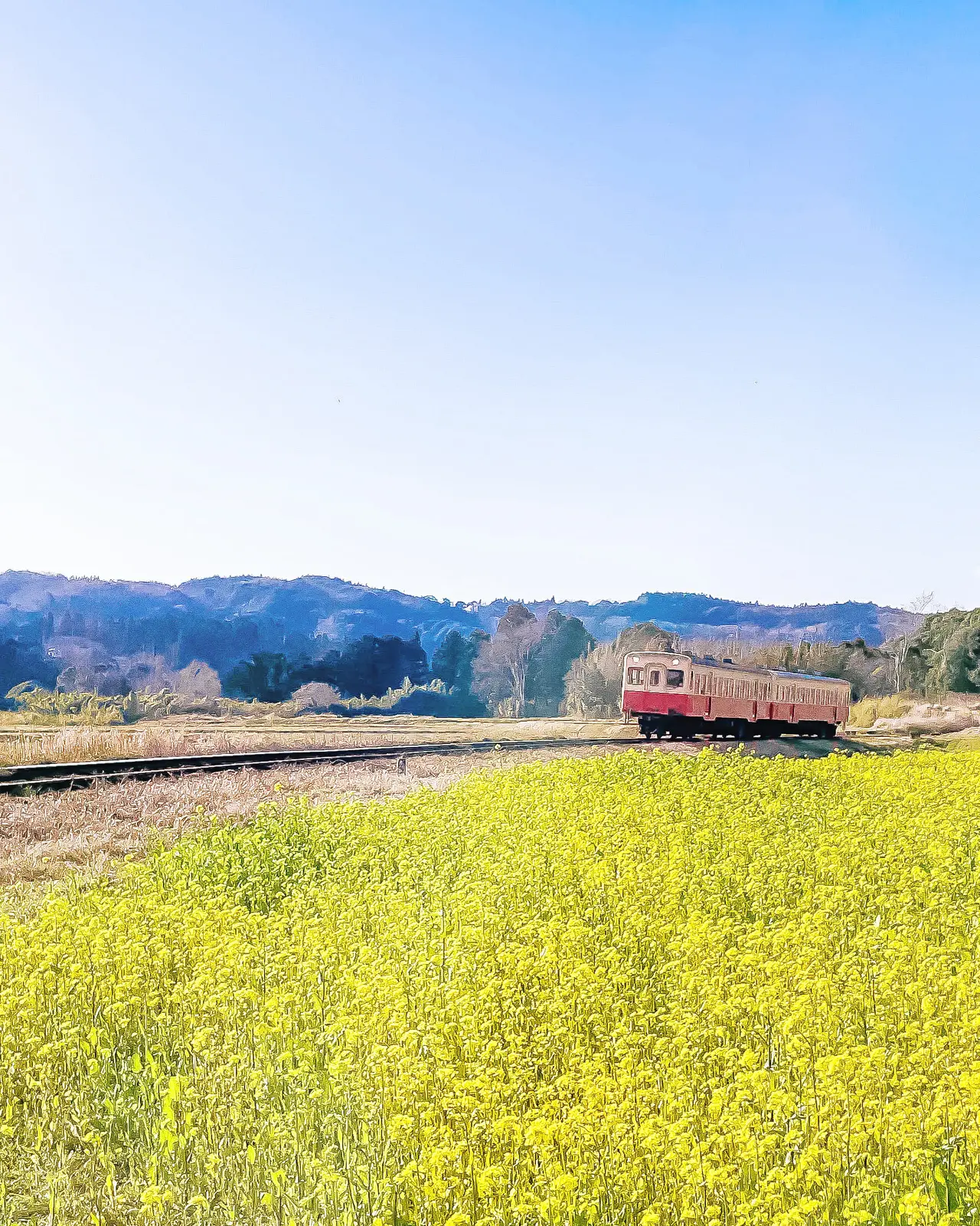 千葉 心踊る菜の花畑 鉄道コラボレーション いすみ鐵道の春 石神 菜の花畑 Yukimimiが投稿したフォトブック Lemon8 千葉 心踊る菜の花畑 鉄道コラボレーション いすみ鐵道の春 石神 菜の花畑 Yukimimiが投稿したフォトブック Lemon8