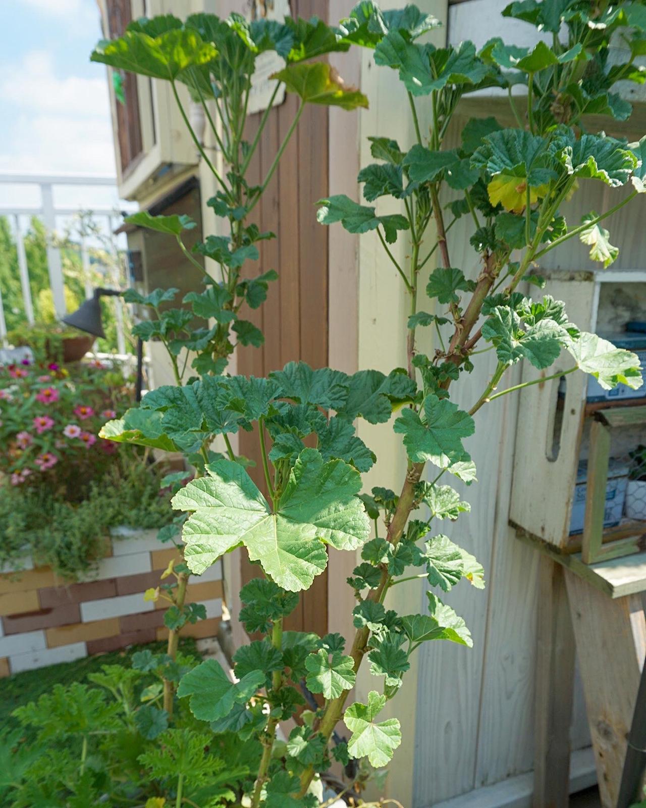 ハーブのある暮らし R 6cafeが投稿したフォトブック Lemon8