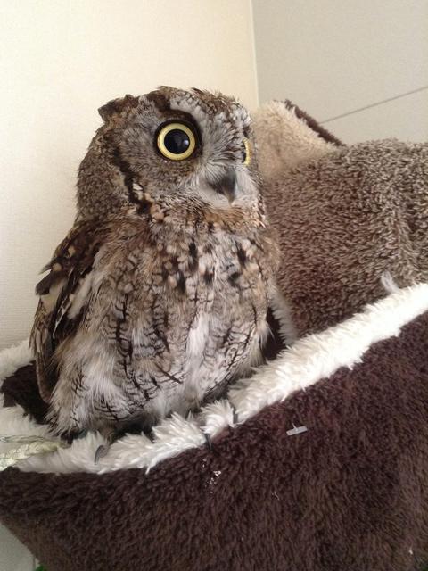 ニシアメリカオオコノハズクに関する最新投稿と人気の投稿 Sharee ニシアメリカオオコノハズクに関する最新投稿と人気の投稿 Sharee