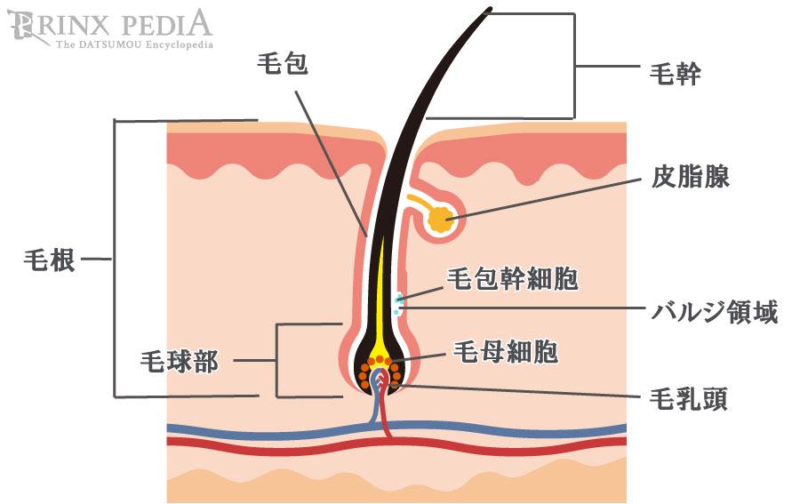 脱毛の知識大普及 知らない脱毛の知識を見てみましょう Beautigo2号が投稿した記事 Sharee