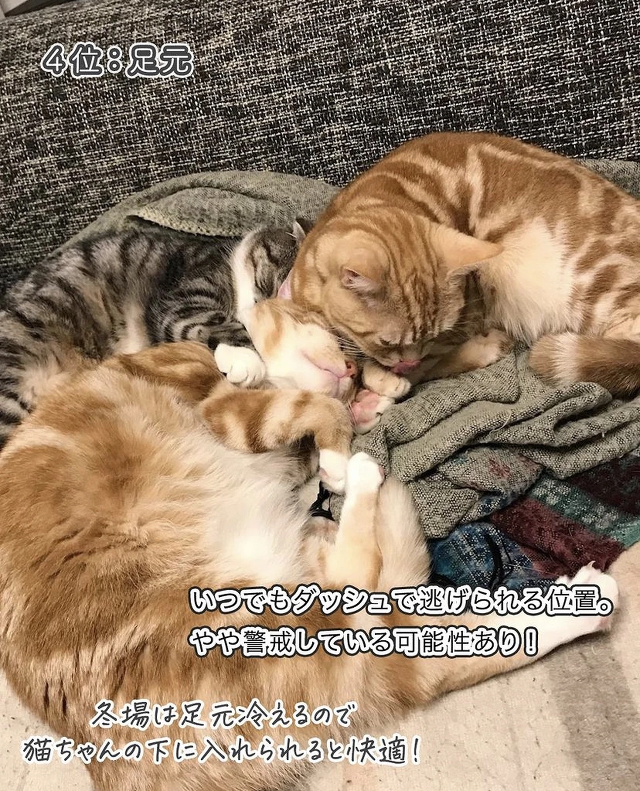 猫の寝る場所でわかる飼い主への信頼度診断 ねこぞー 猫のお役立ち情報が投稿したフォトブック Lemon8