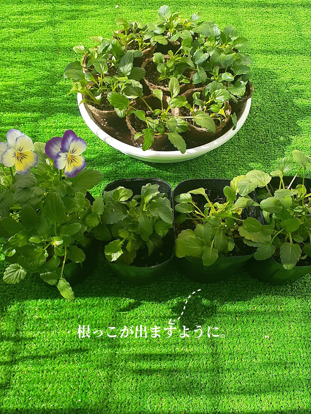 ビオラ切り戻しやってみた ゆんぽんぽんが投稿したフォトブック Lemon8