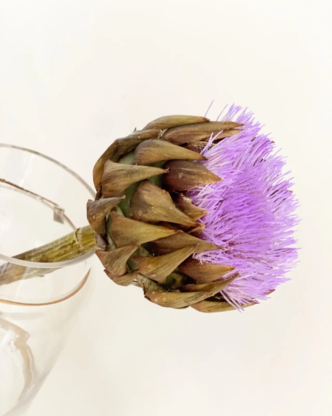 ドライフラワーで目隠し Miho Mが投稿したフォトブック Lemon8