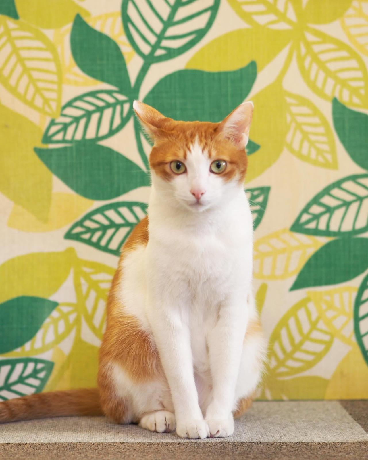 神戸 元町 Cat Cafe Nyanny 癒しの猫カフェ Meg Sweethoneyが投稿したフォトブック Lemon8