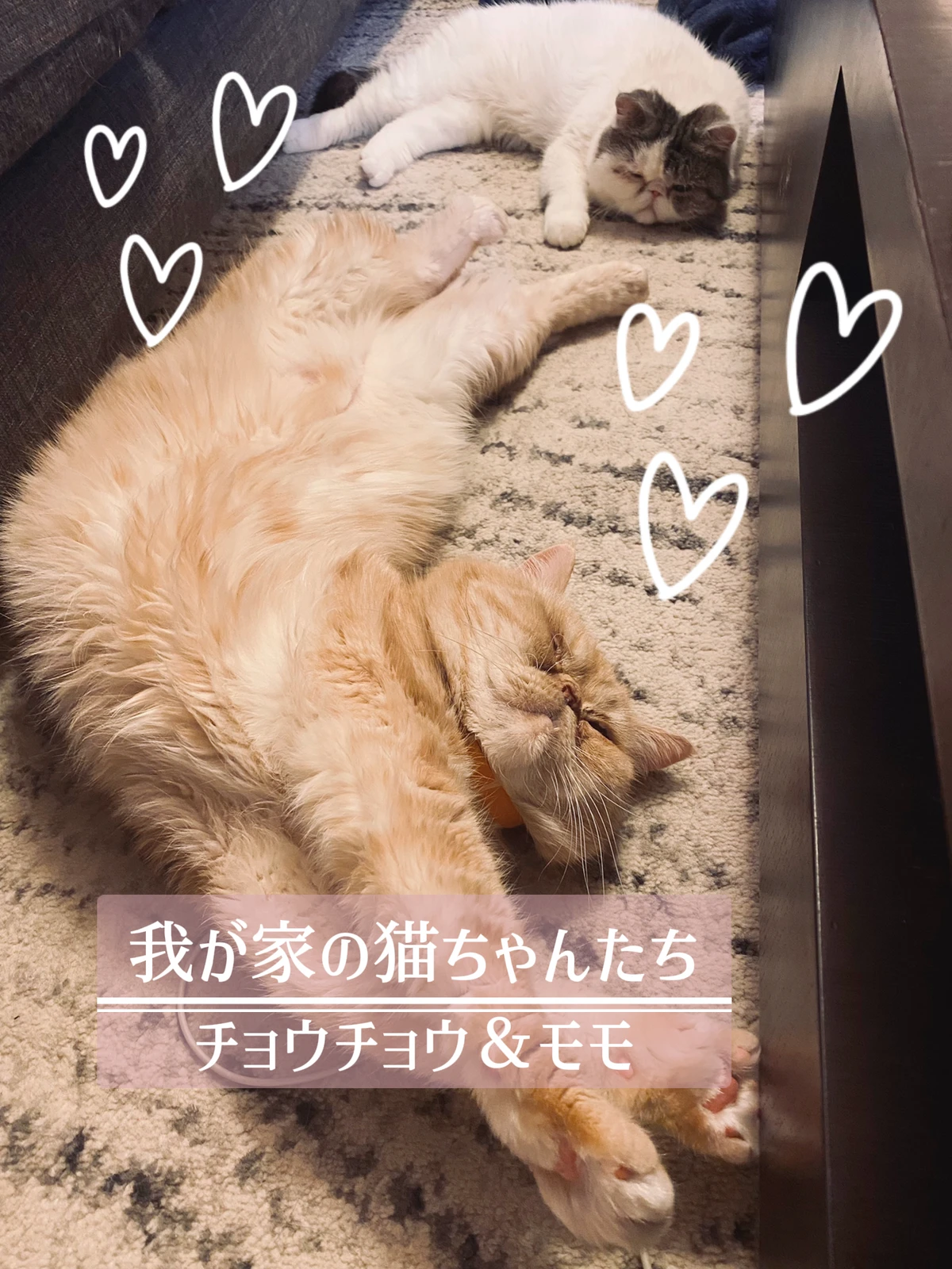 ブサイクなのに可愛いすぎ 見飽きない猫 Miwahが投稿したフォトブック Lemon8