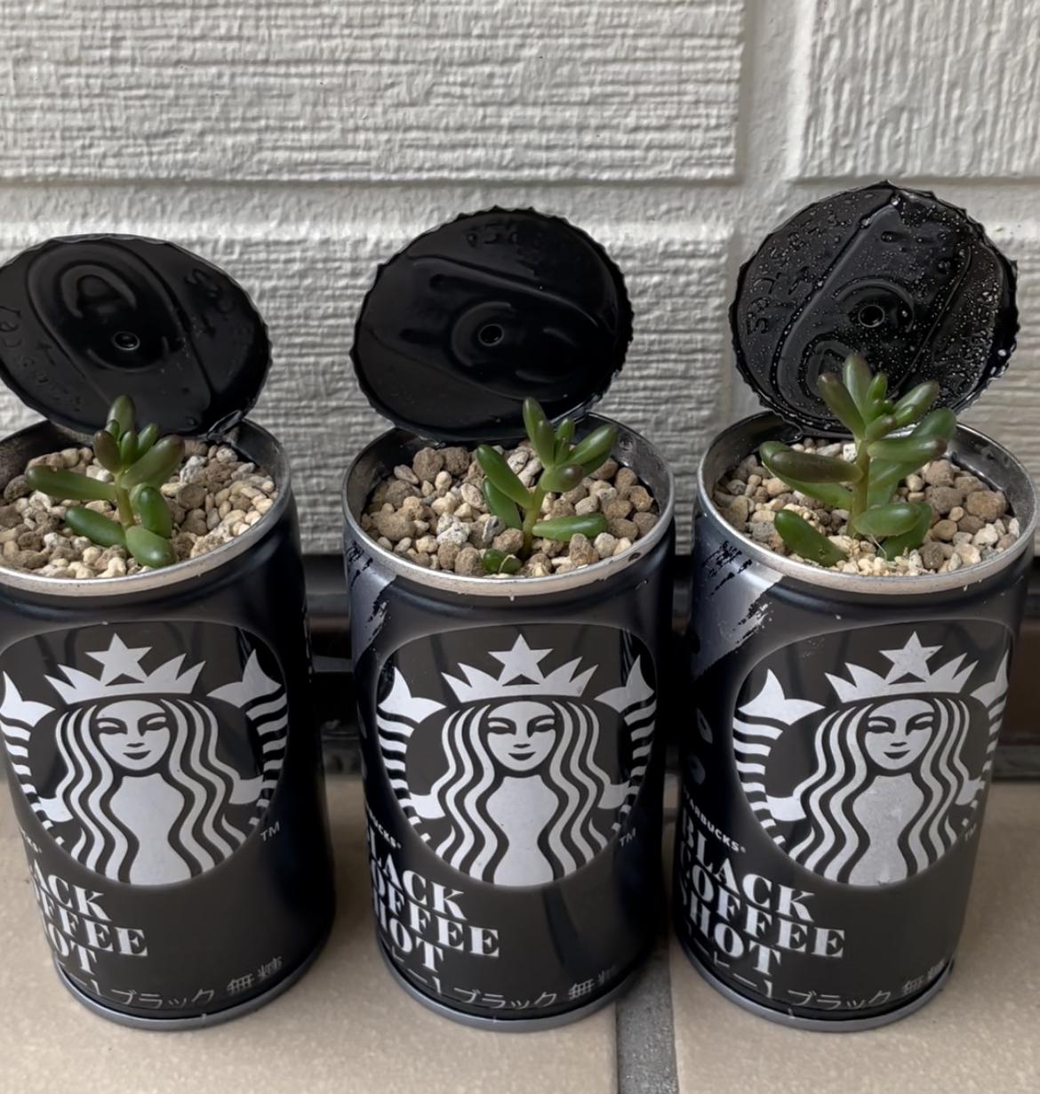 スタバ缶コーヒーと多肉植物 Mya Kが投稿したフォトブック Lemon8