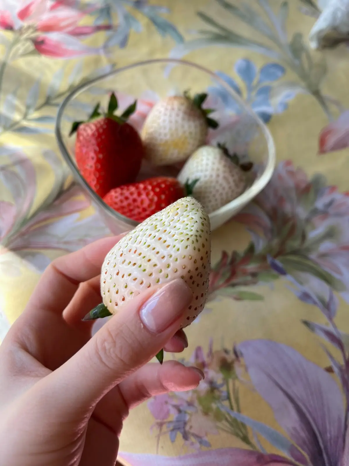 苺 食べ比べ 赤苺 白苺 去年も食べて美味しかった Gallery Posted By Appleuser Lemon8 苺 食べ比べ 赤苺 白苺 去年も食べて美味しかった Gallery Posted By Appleuser Lemon8