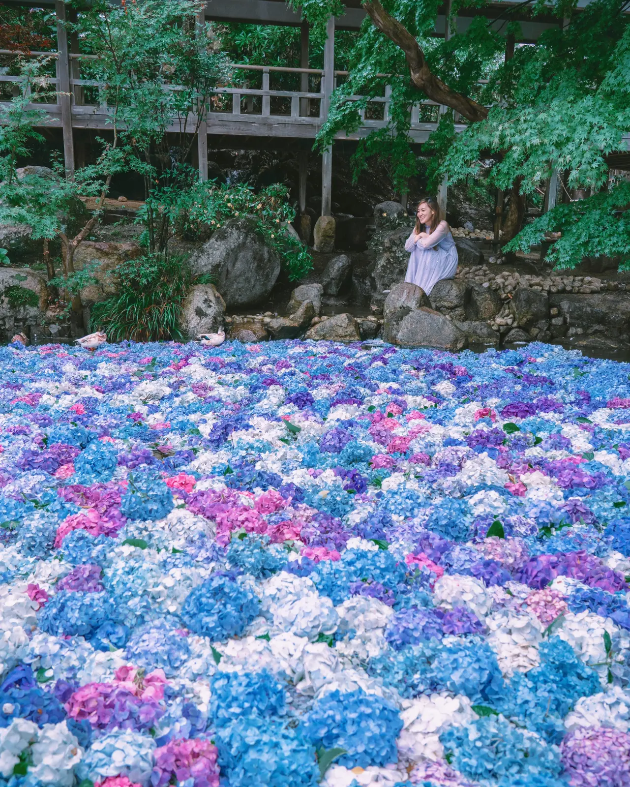 茨城県 これから見頃 アジサイとカモ 雨引観音 Kyoko1903が投稿したフォトブック Lemon8