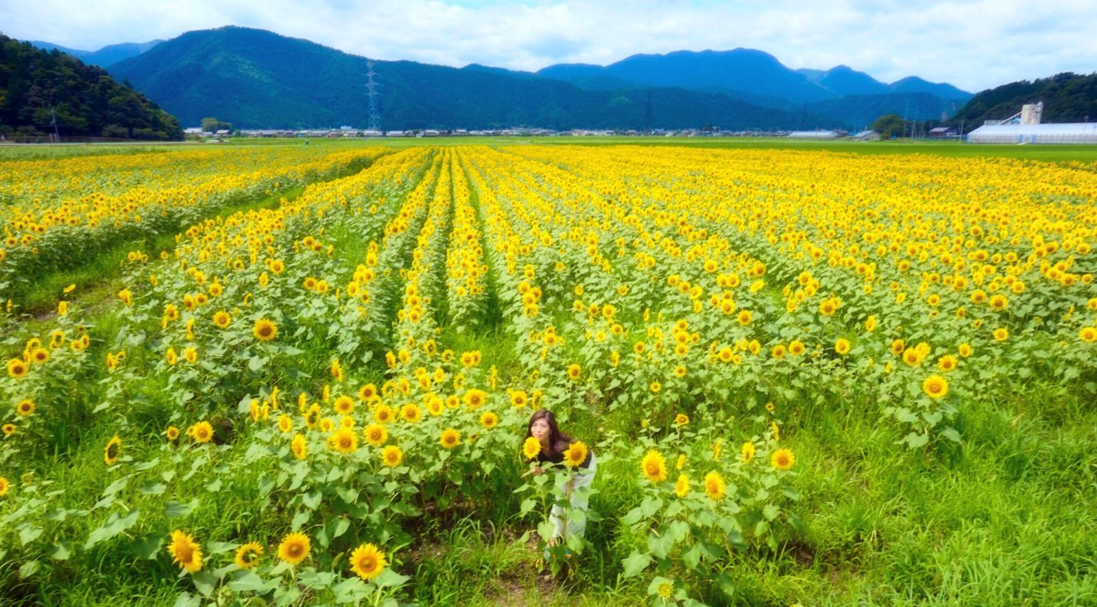 福井県のひまわり畑 Mamianが投稿したフォトブック Sharee