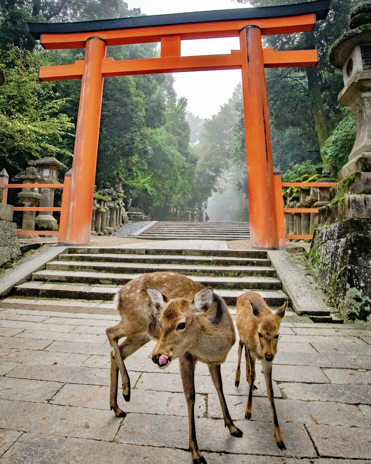 奈良県 世界遺産 春日大社と鹿 Jptravelerspicが投稿したフォトブック Lemon8