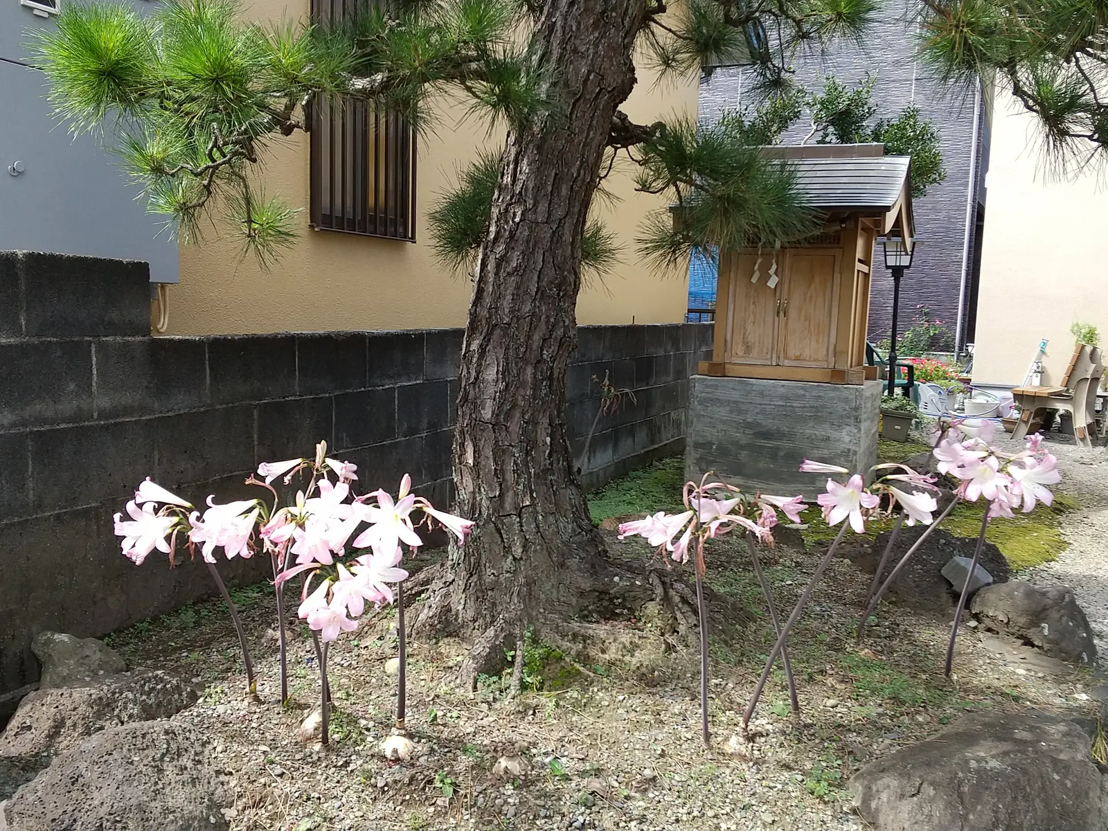 ピンクの彼岸花 葉が1枚もないのに毎年秋のお彼岸に咲きます 伊藤智子6793が投稿したフォトブック Lemon8