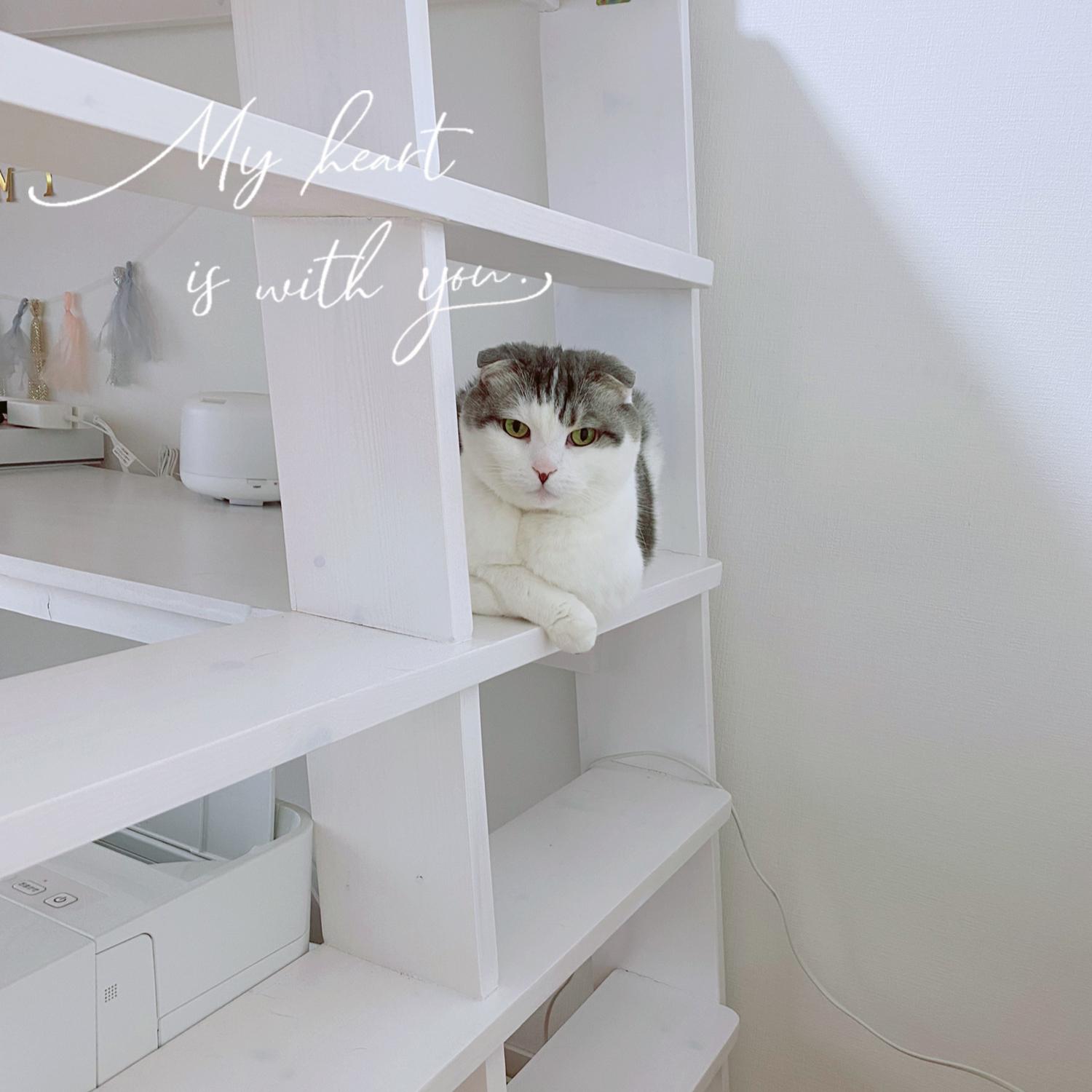 ロフトベッドは猫のものに Yukisが投稿したフォトブック Sharee